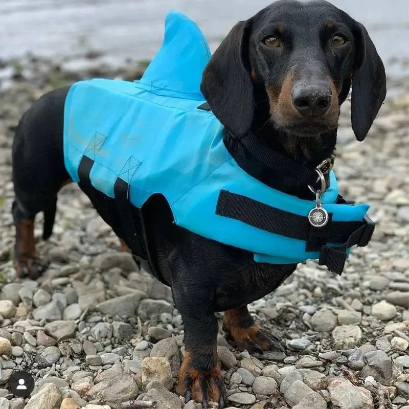 Dachshund Shark Vest for Playful Pups - Image 7