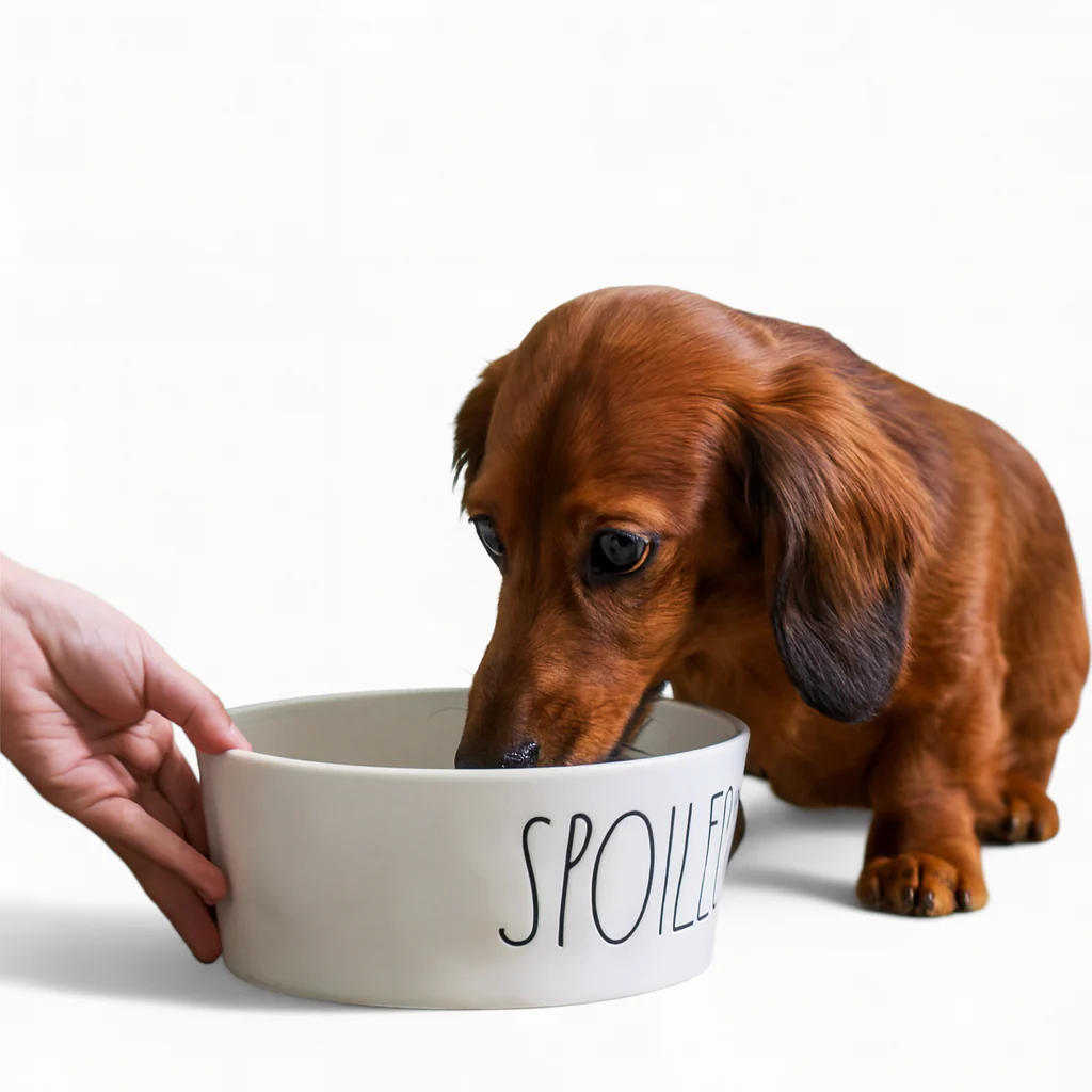 Bowlzy Dachshund Spoiled Bowl – Non-Slip Cartoon Food Water Ceramic Bowl
