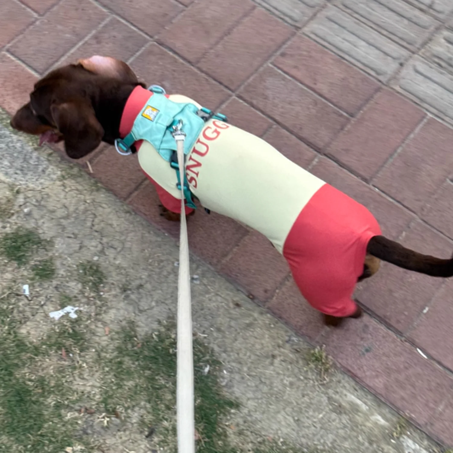 SunPup Dachshund Summer Jumpsuit – Lightweight UV-Protective Outfit - Image 2