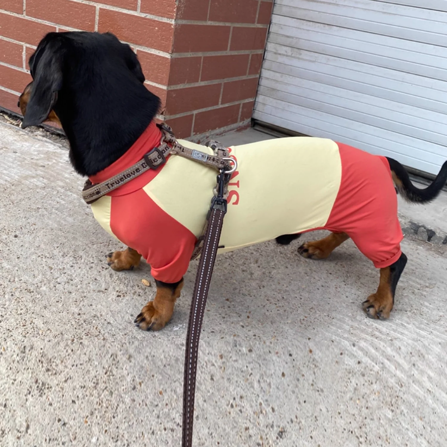 SunPup Dachshund Summer Jumpsuit – Lightweight UV-Protective Outfit - Image 4