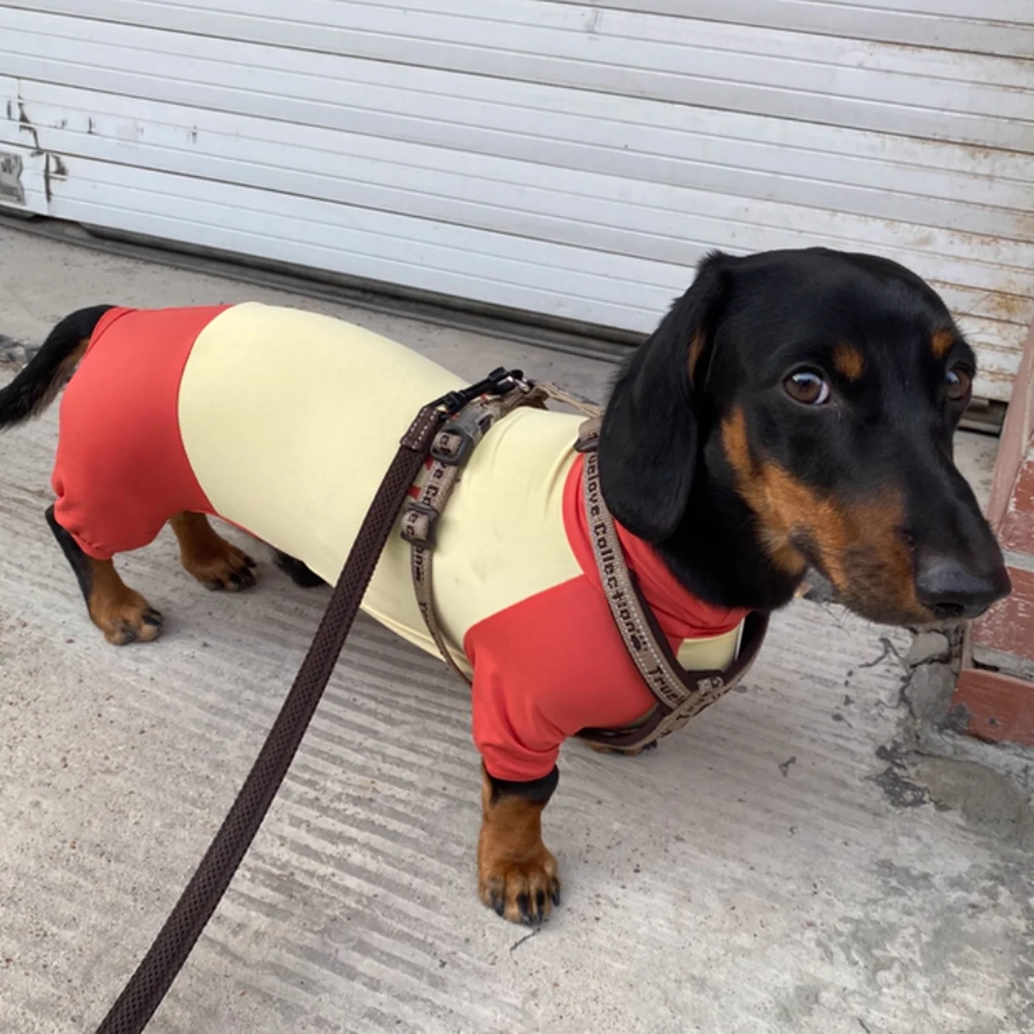 SunPup Dachshund Summer Jumpsuit – Lightweight UV-Protective Outfit - Image 5
