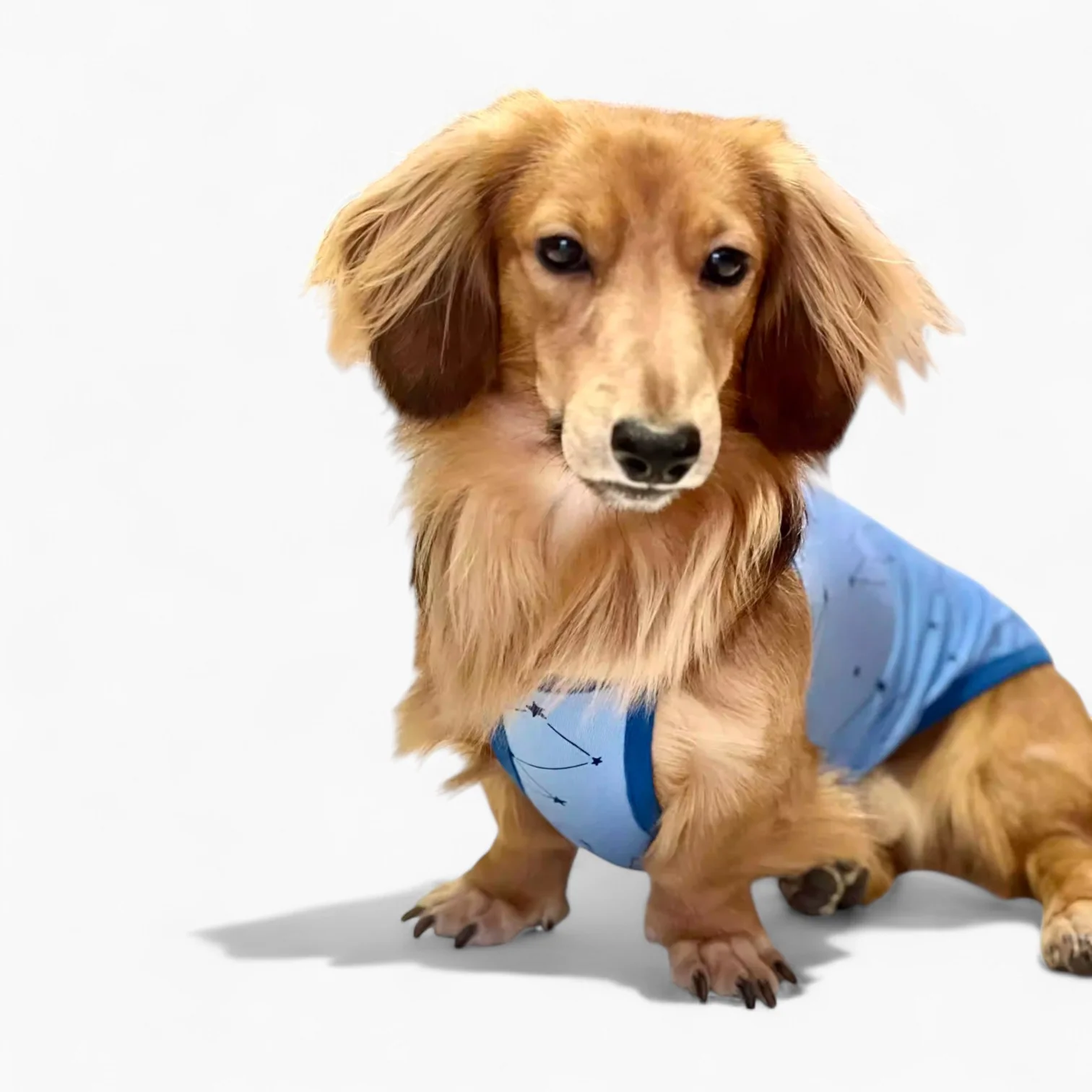 DoxiCotton Dachshund Summer Tops – Cotton Soft Dustproof Belly Protection - Image 10