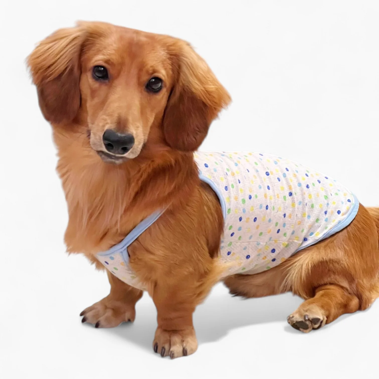 DoxiCotton Dachshund Summer Tops – Cotton Soft Dustproof Belly Protection - Image 7