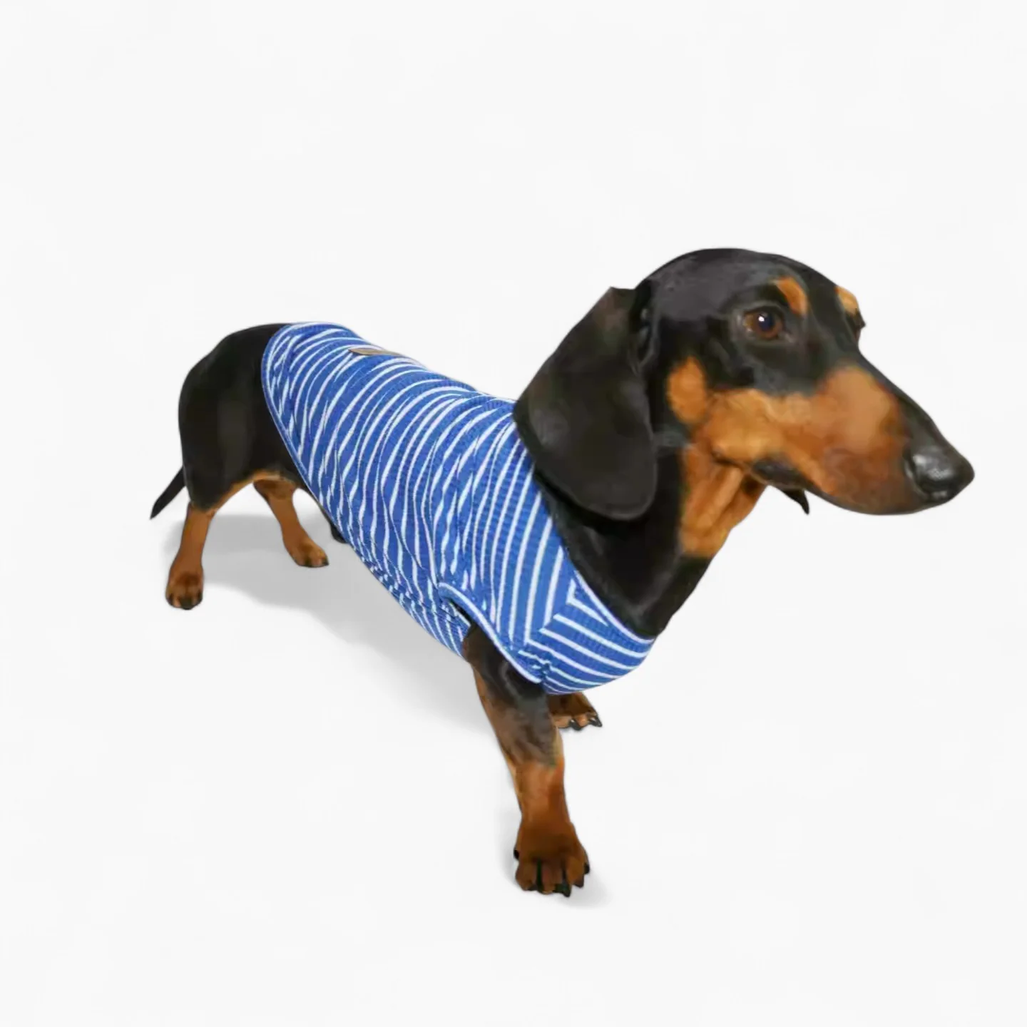 StripeiCool Dachshund Summer Vest – Lightweight Breathable Striped Shirt - Image 2