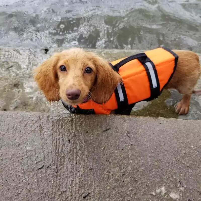 Dachshund Swimming Vest Reflective Doxie Life Jacket