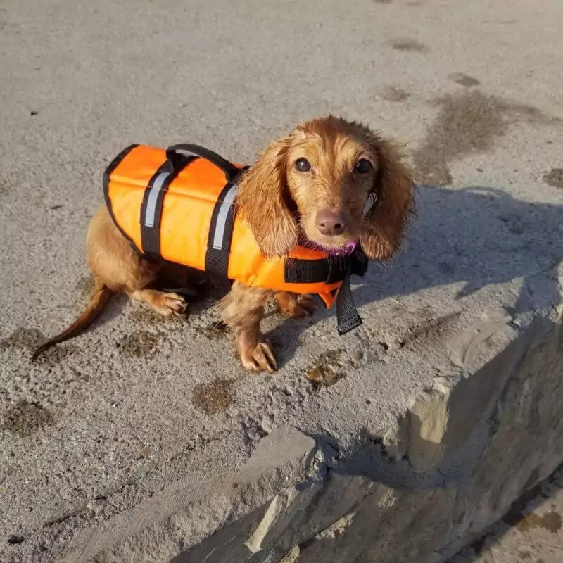 Dachshund Swimming Vest Reflective Doxie Life Jacket - Image 2