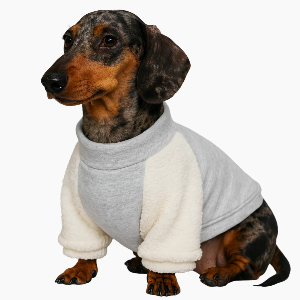 PawSport Dachshund Varsity Sweatshirt – Stylish Long-Sleeve Dog Coat - Image 3