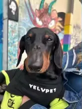 Dachshund Warm Sweater – Street Fashion Style Shirt Top - Image 7