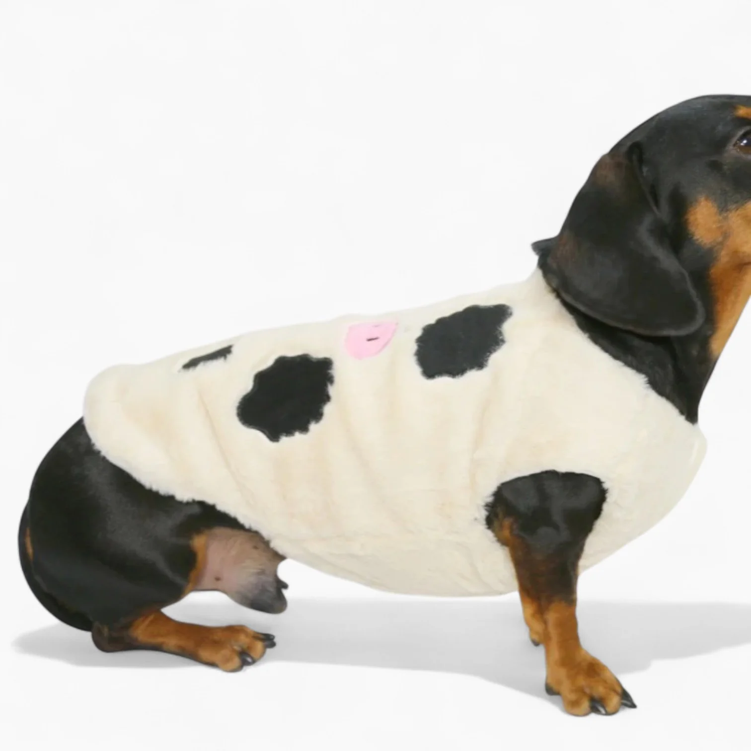 MooMutt Dachshund Winter Hoodie – Cow Print Fleece Sweatshirt with Stand-Up Collar - Image 2