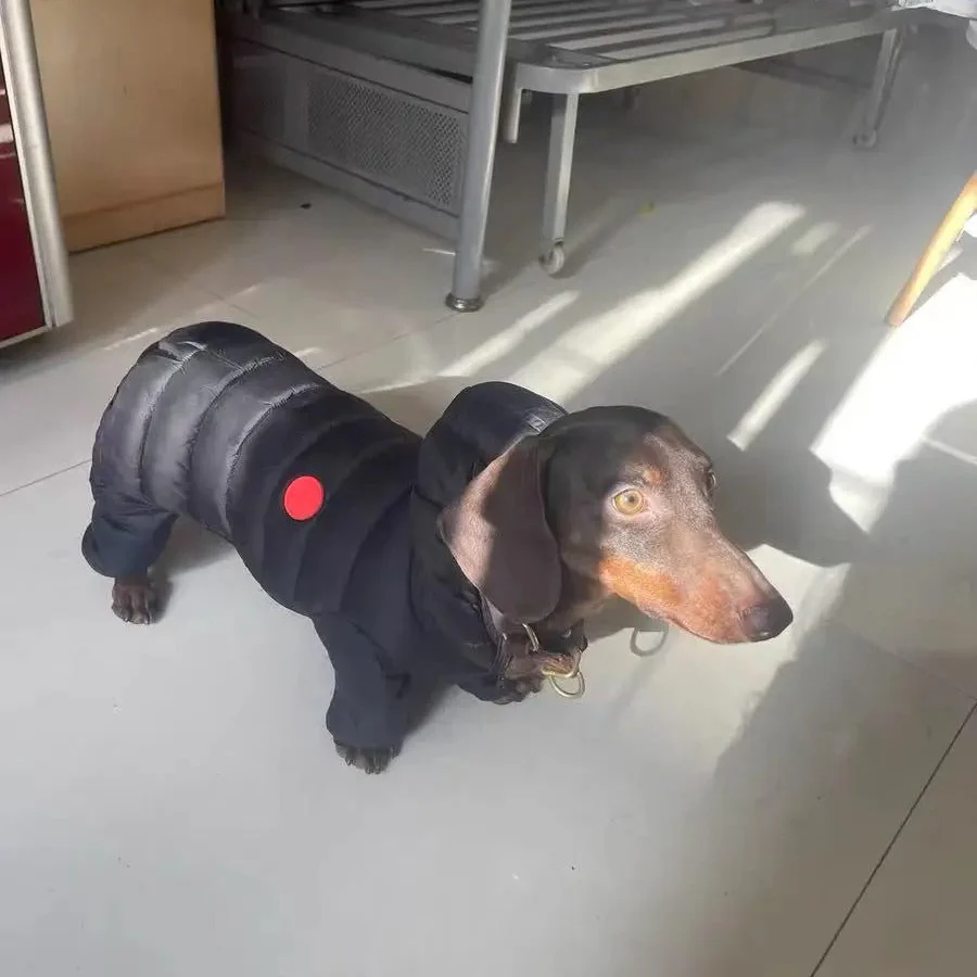 CozyPaw Dachshund Winter Jacket – Windproof Warm Dog Coat with Stand-Up Collar - Image 7