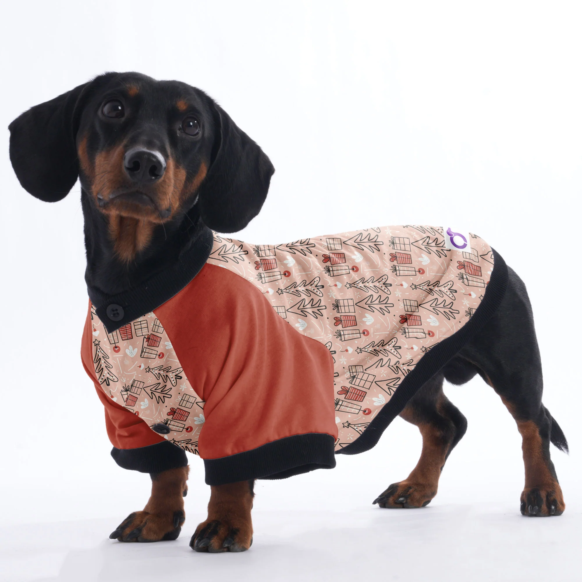 Daisy - Jacket for Dachshunds - Image 2