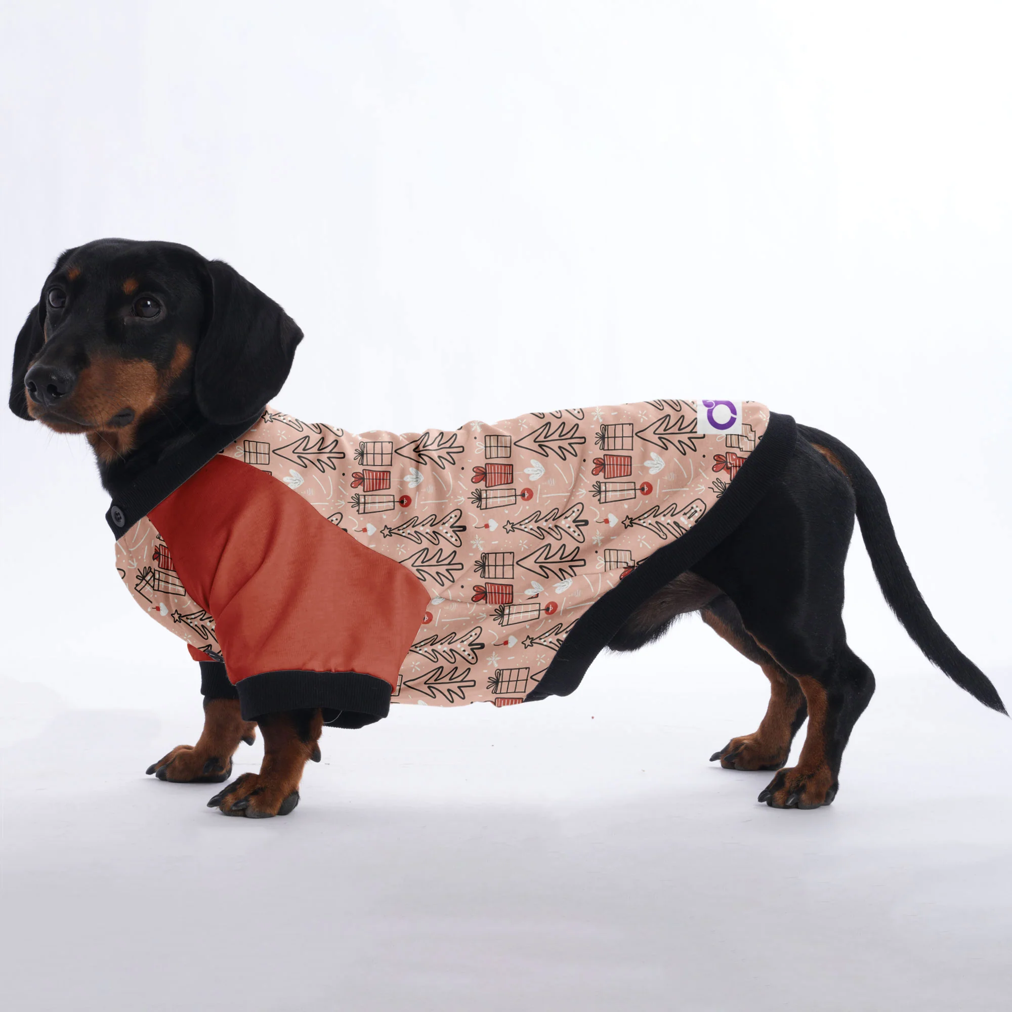 Daisy - Jacket for Dachshunds - Image 3