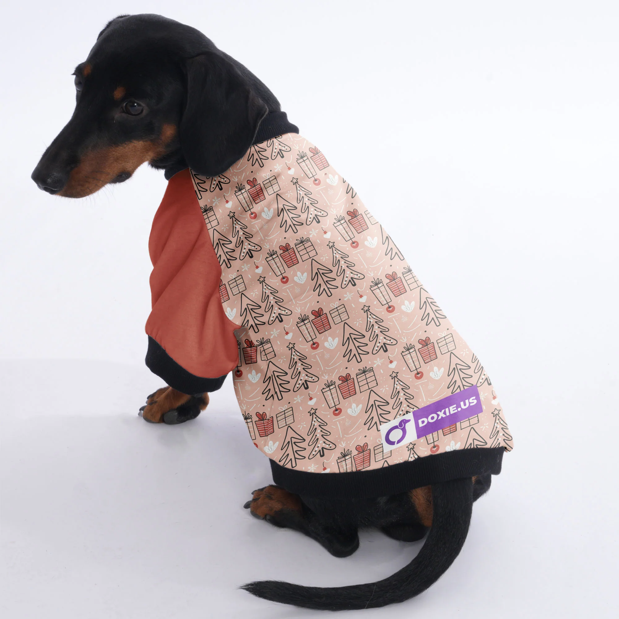 Daisy - Jacket for Dachshunds - Image 4