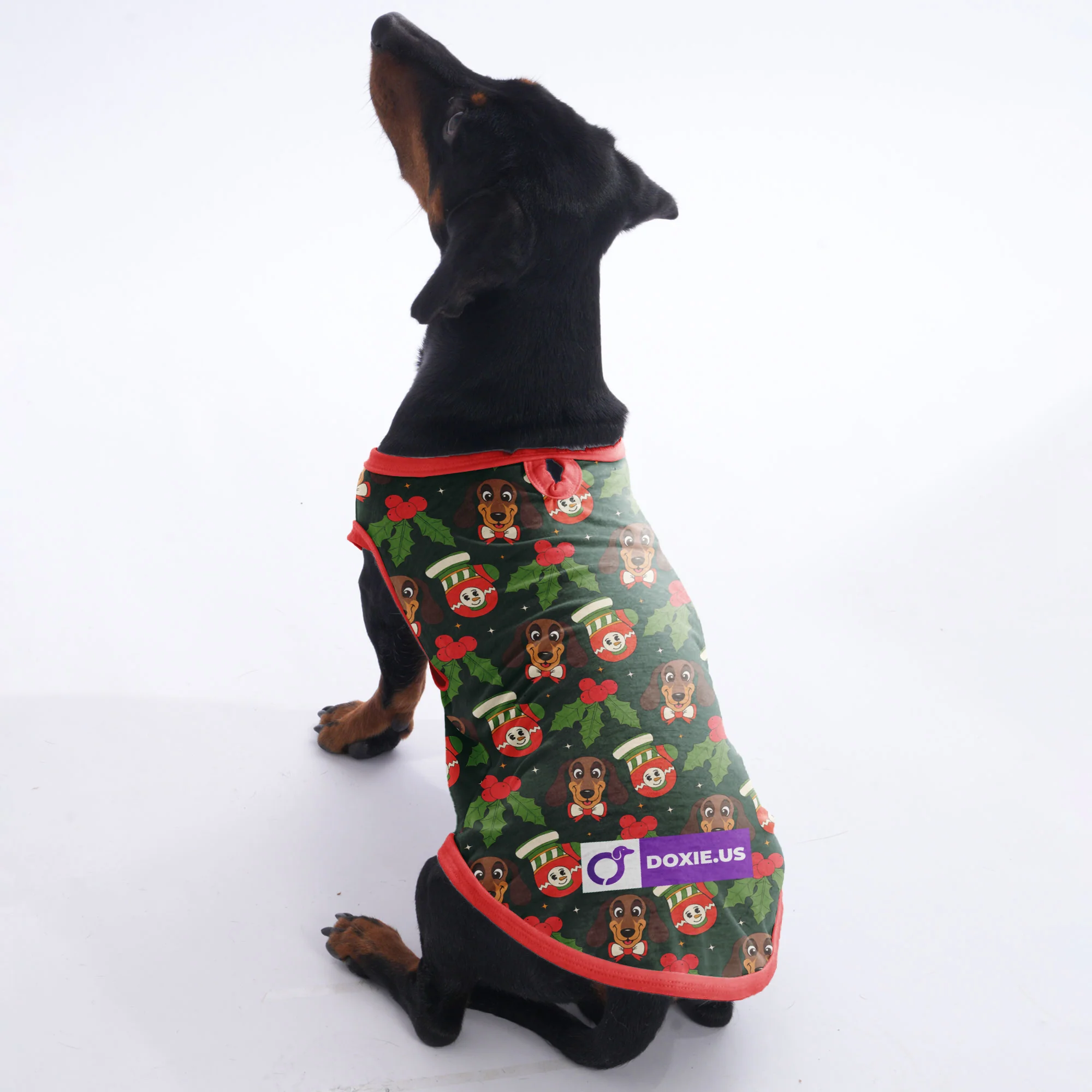 Dexter - Shirt for Dachshunds - Image 2