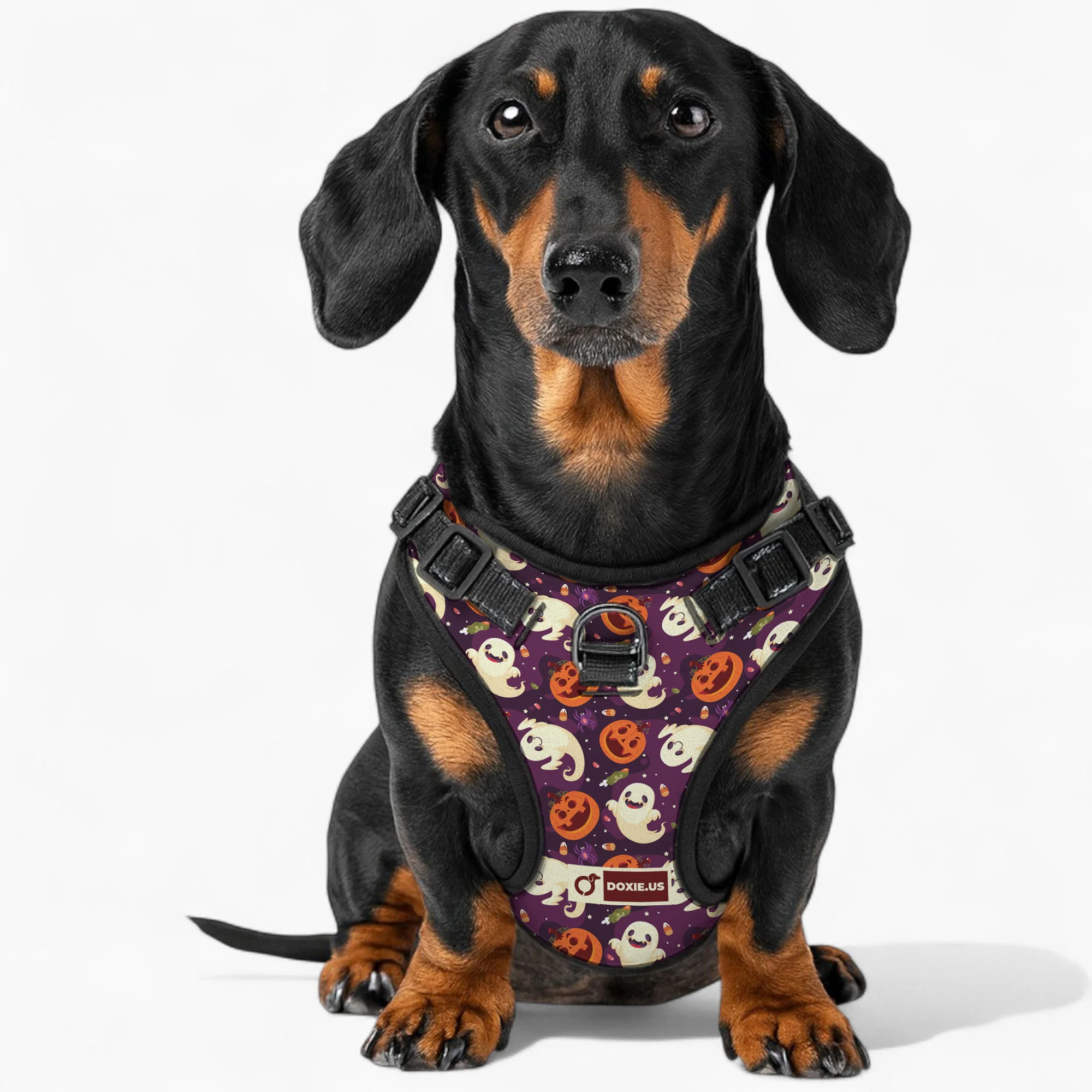 Rosie - No-Pull Dachshund Dog Harness - Image 4