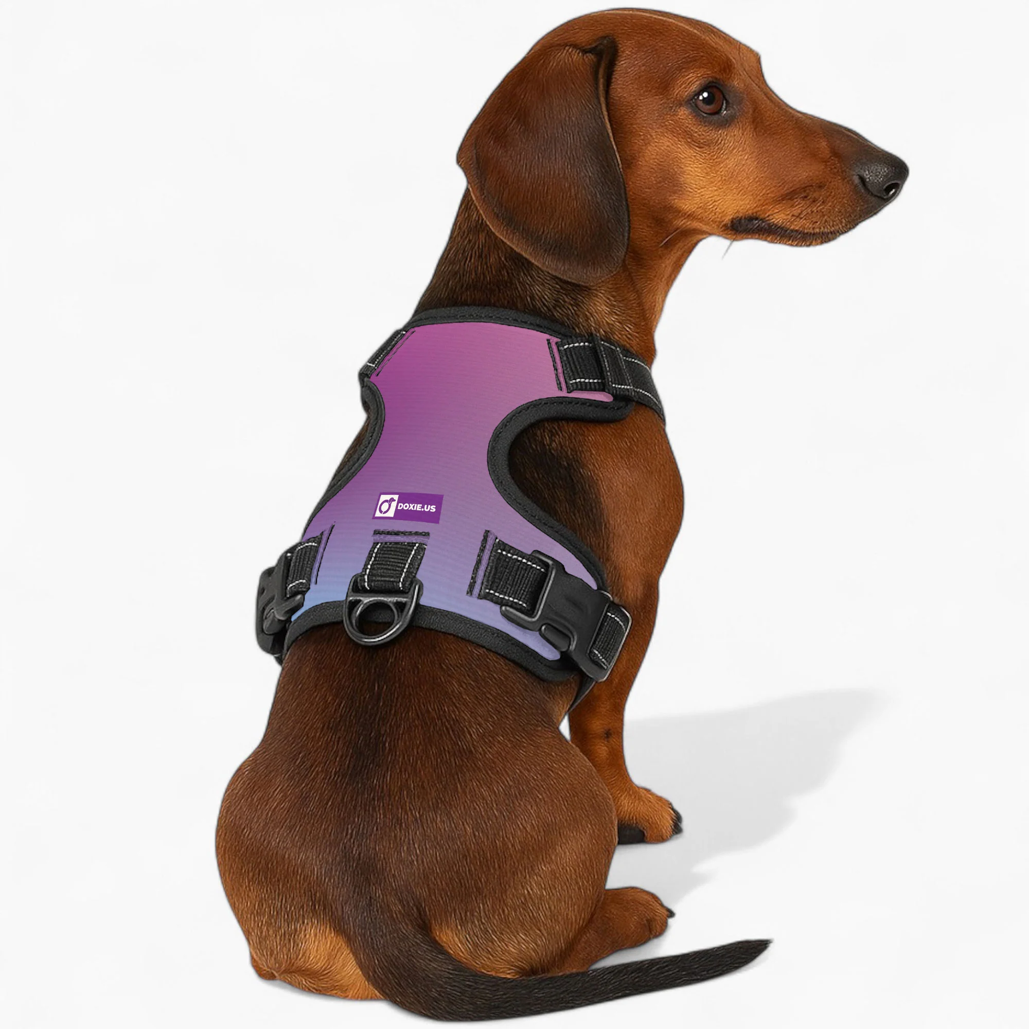 Simone - No-Pull Dachshund Dog Harness