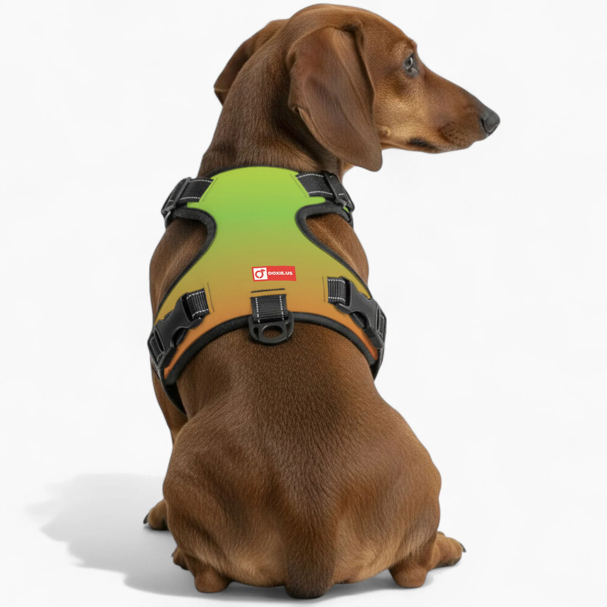 Oskar - No-Pull Dachshund Dog Harness