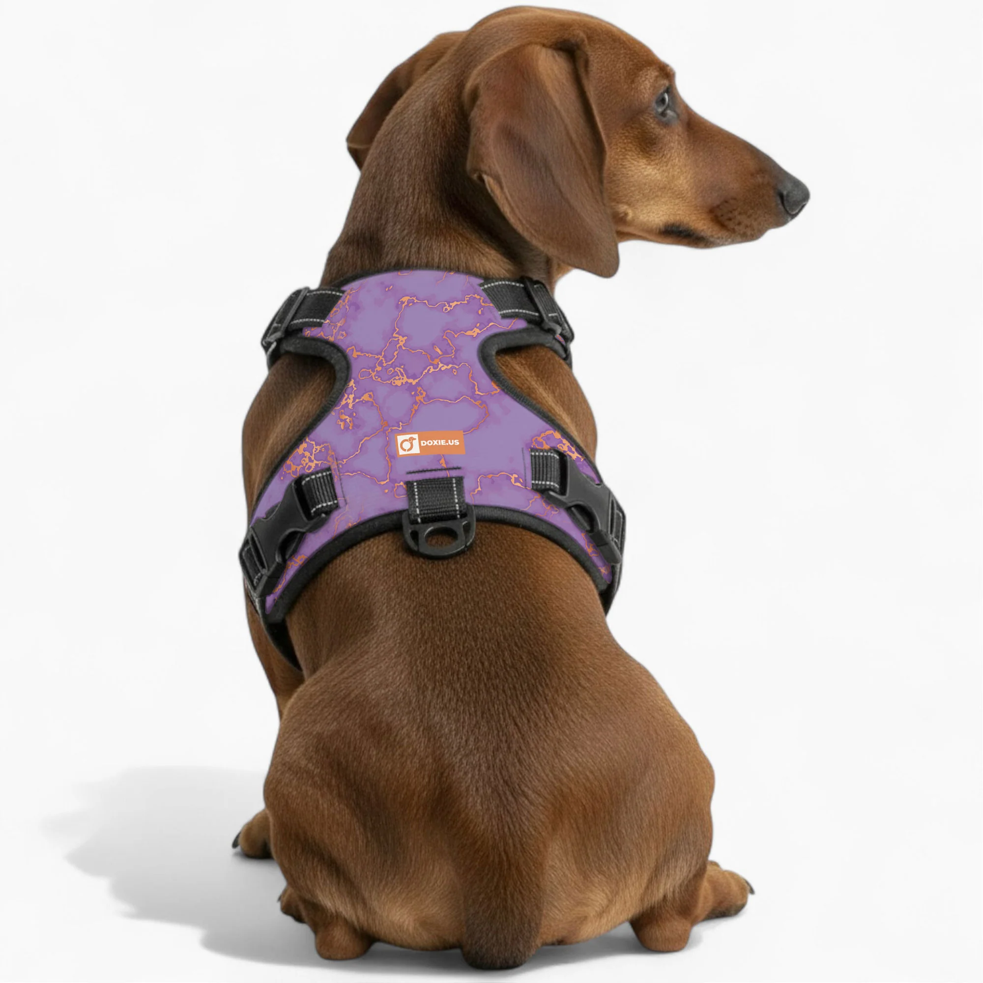 Buster - No-Pull Dachshund Dog Harness