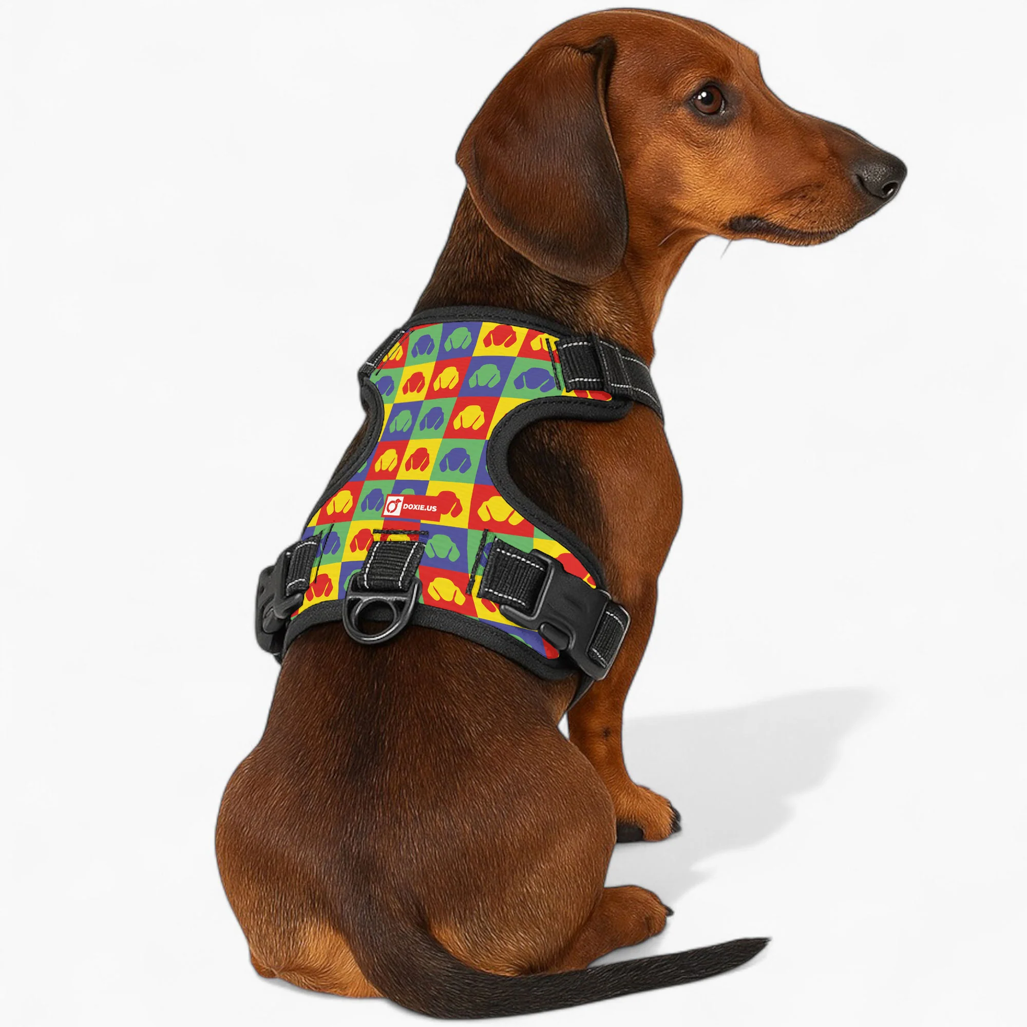 Chili - No-Pull Dachshund Dog Harness