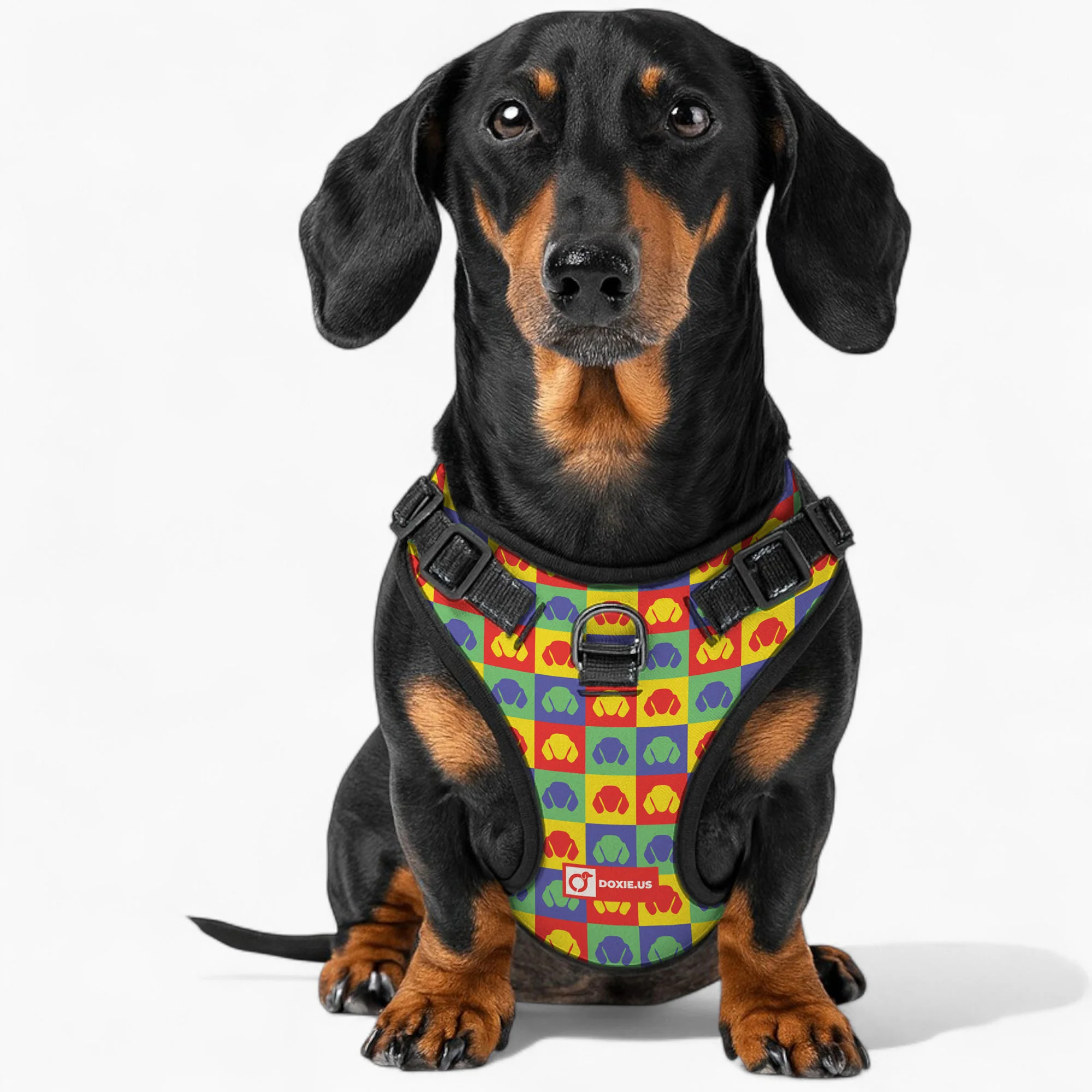 Chili - No-Pull Dachshund Dog Harness - Image 2