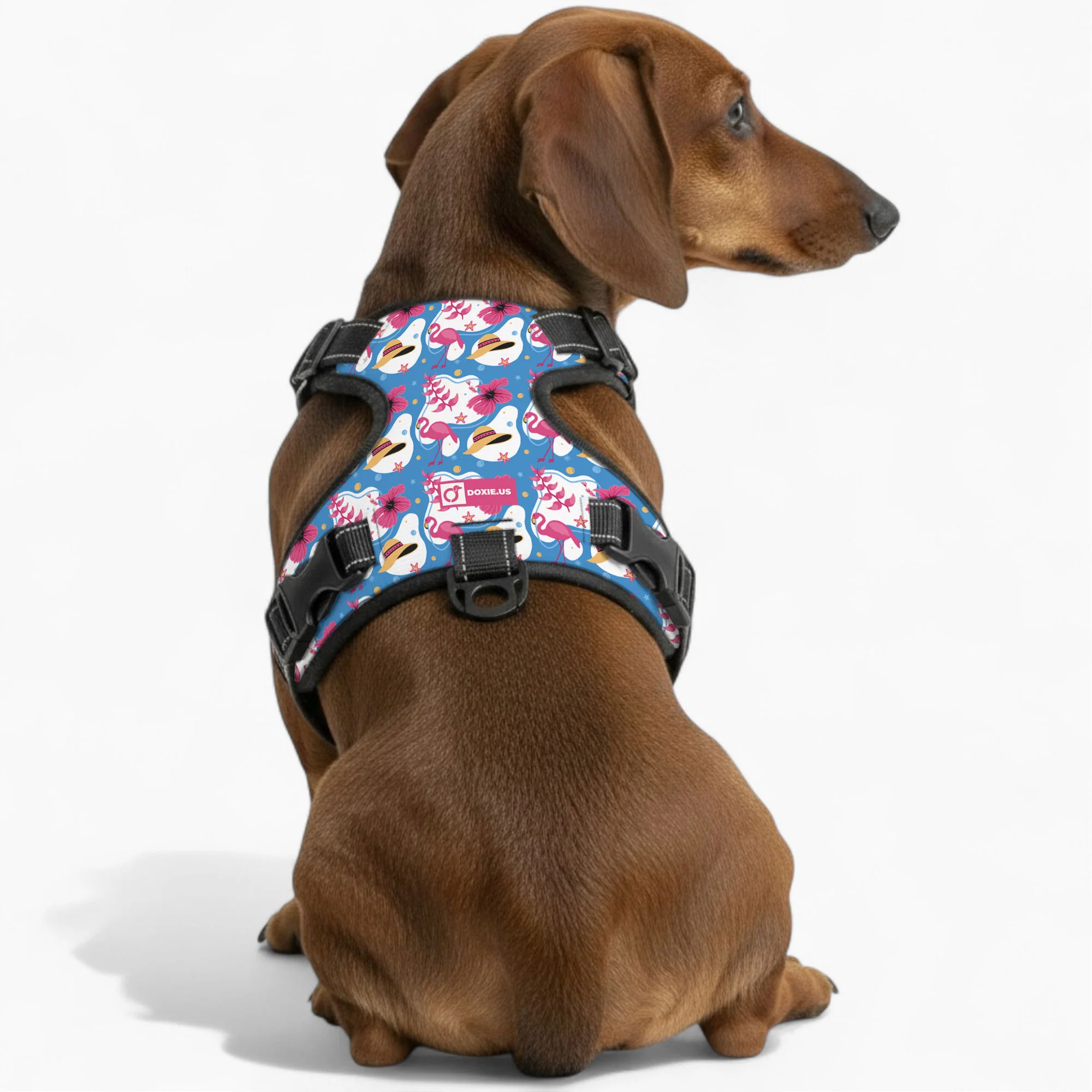 Pretzel - No-Pull Dachshund Dog Harness - Image 3
