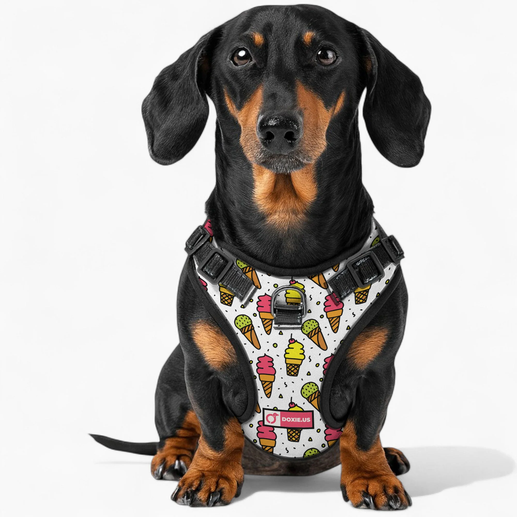 Frank - No-Pull Dachshund Dog Harness - Image 3