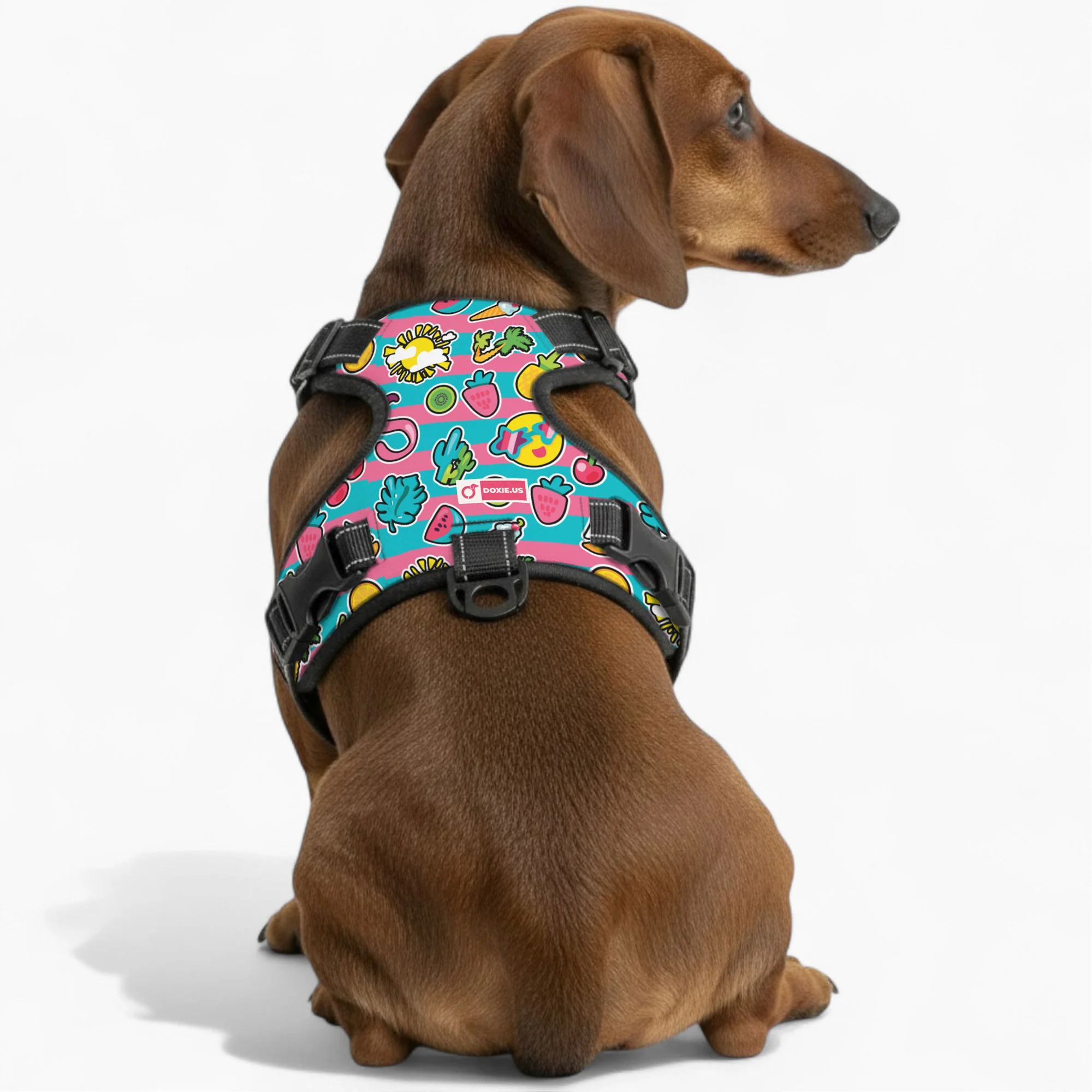 Franz - No-Pull Dachshund Dog Harness - Image 3
