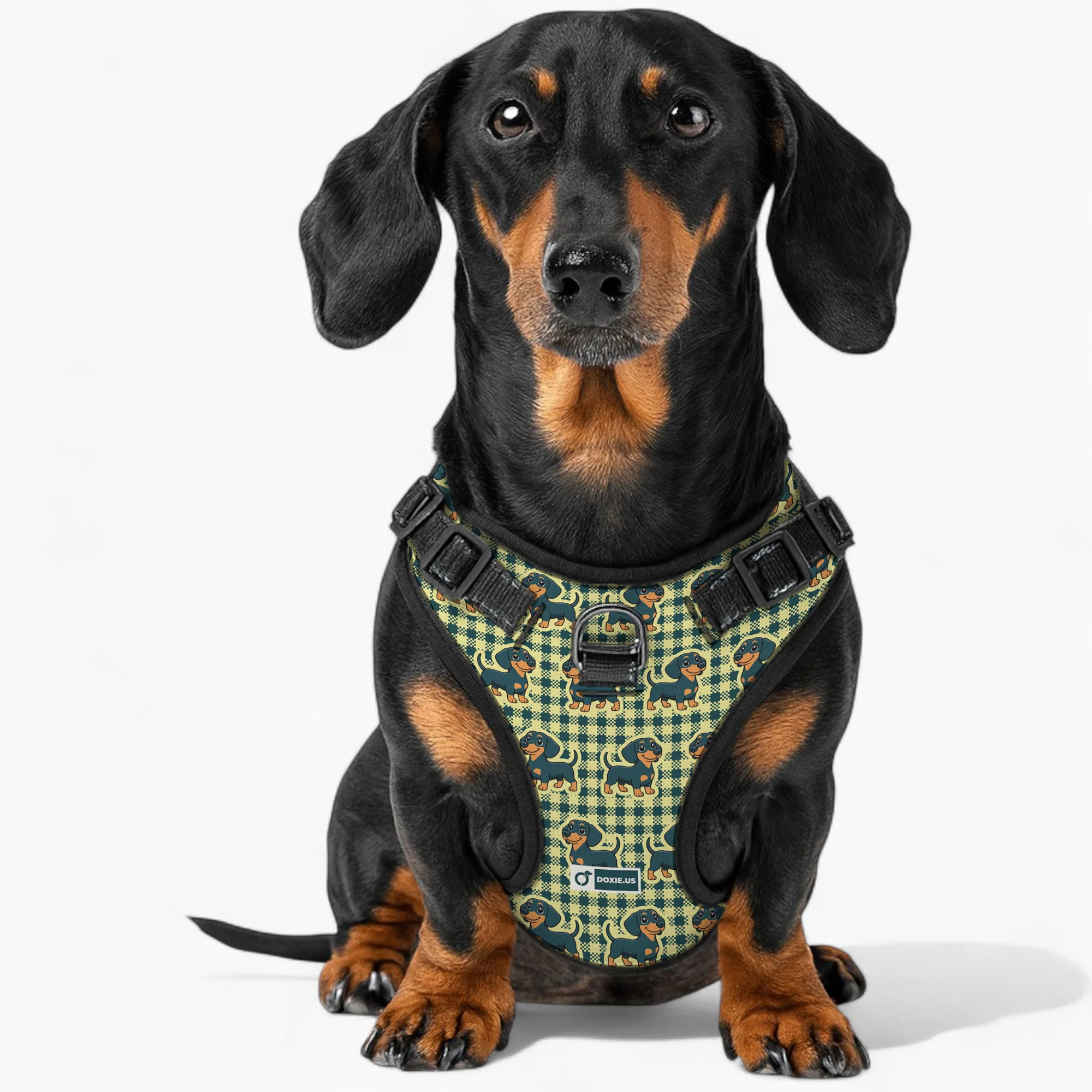 Snickers - No-Pull Dachshund Dog Harness - Image 2