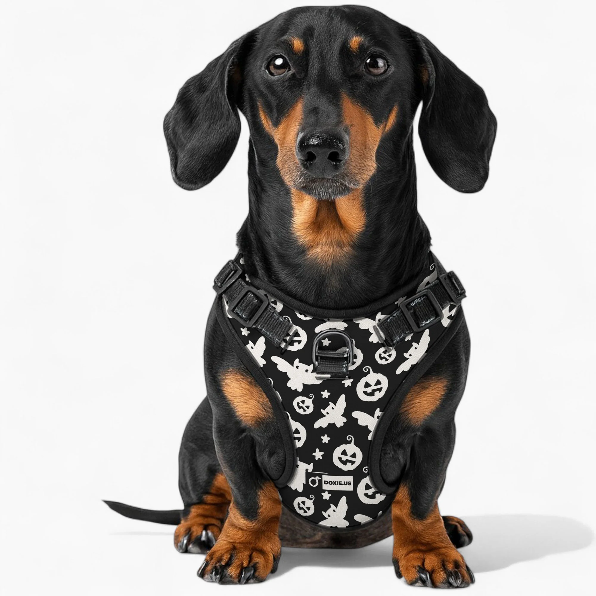 Poppy - No-Pull Dachshund Dog Harness - Image 3