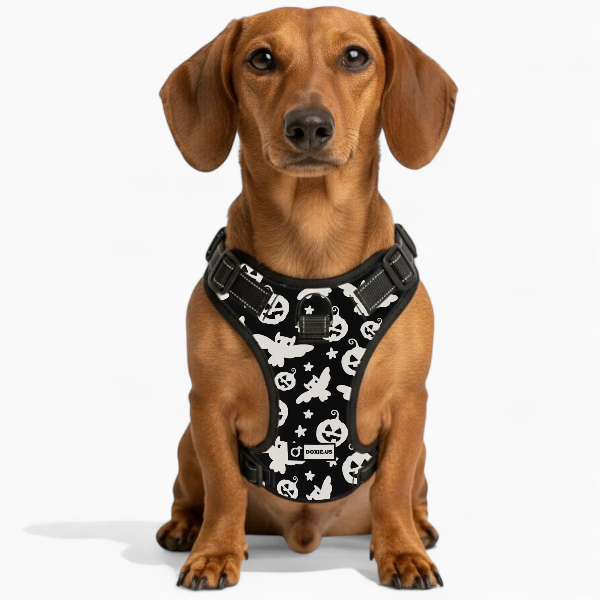Poppy - No-Pull Dachshund Dog Harness - Image 4