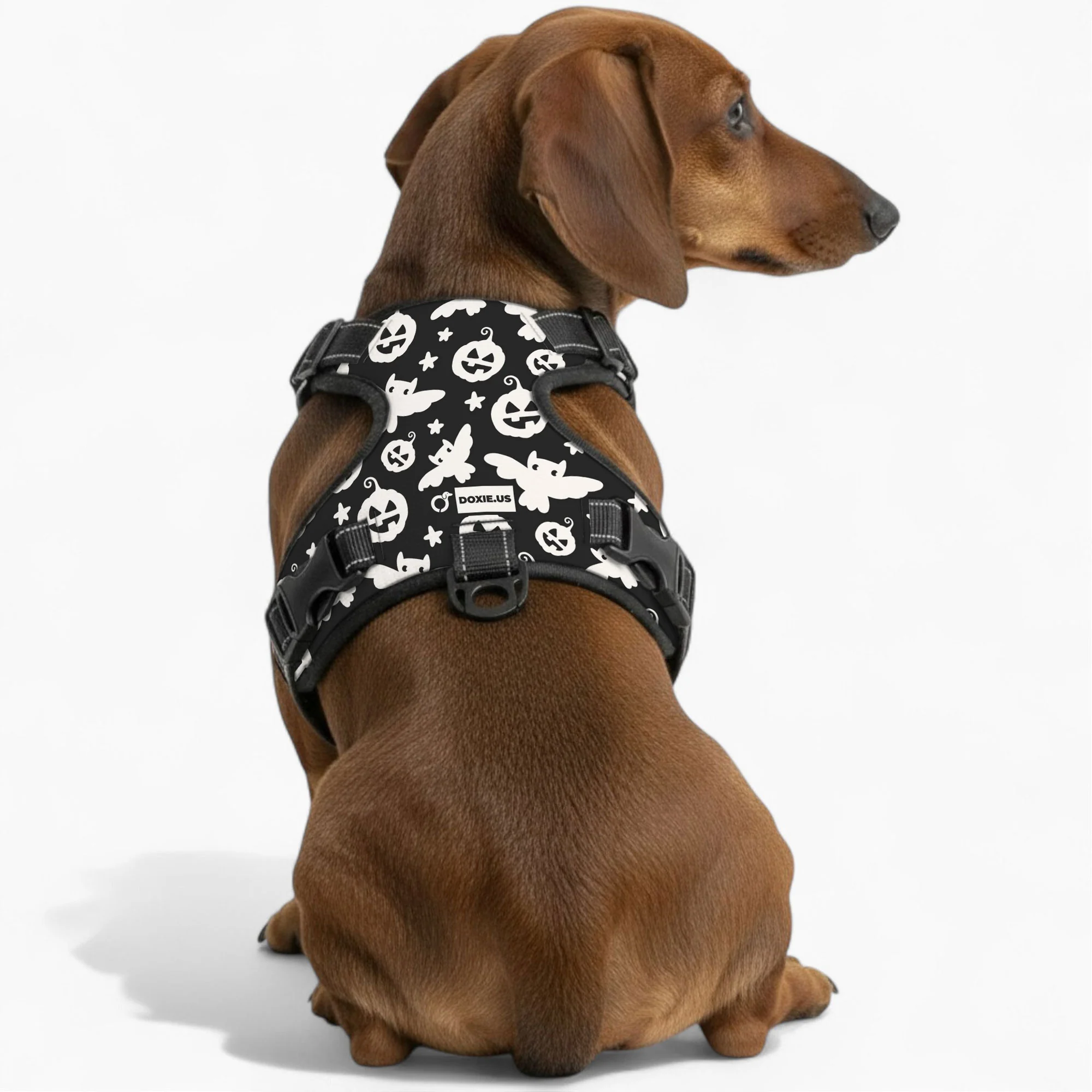 Poppy - No-Pull Dachshund Dog Harness - Image 5