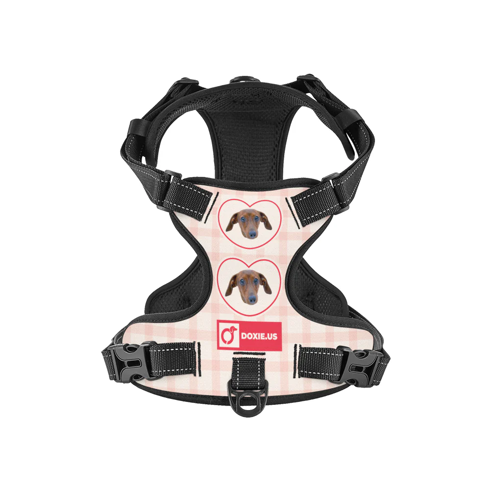Juno -  Personalized No-Pull Dachshund Dog Harness - Image 6