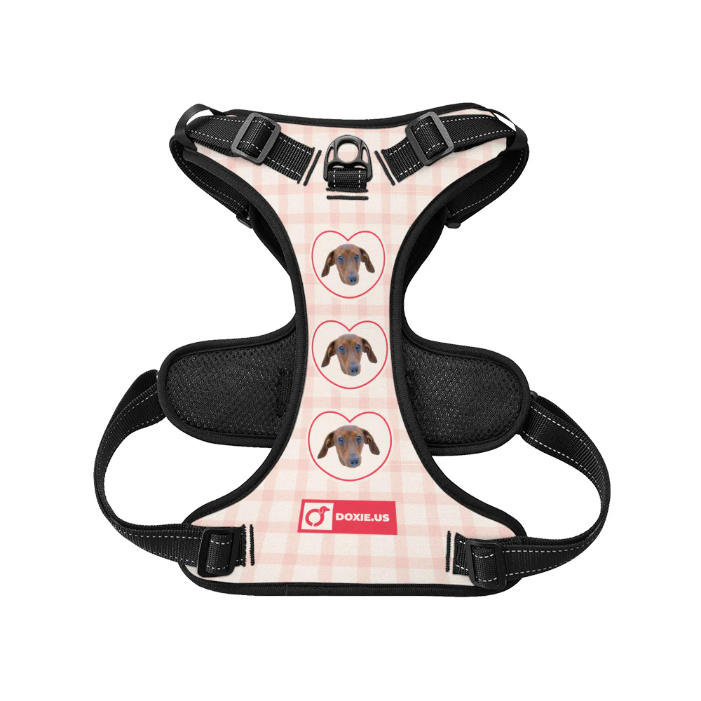 Juno -  Personalized No-Pull Dachshund Dog Harness - Image 8