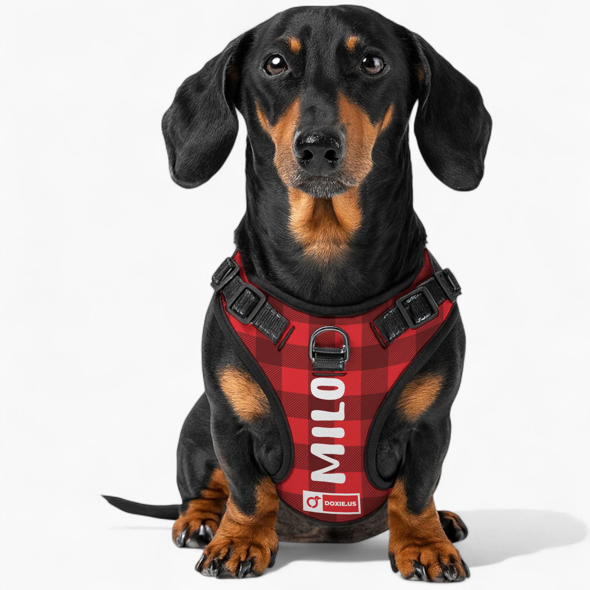 Lyra - Personalized No-Pull Dachshund Dog Harness - Image 3
