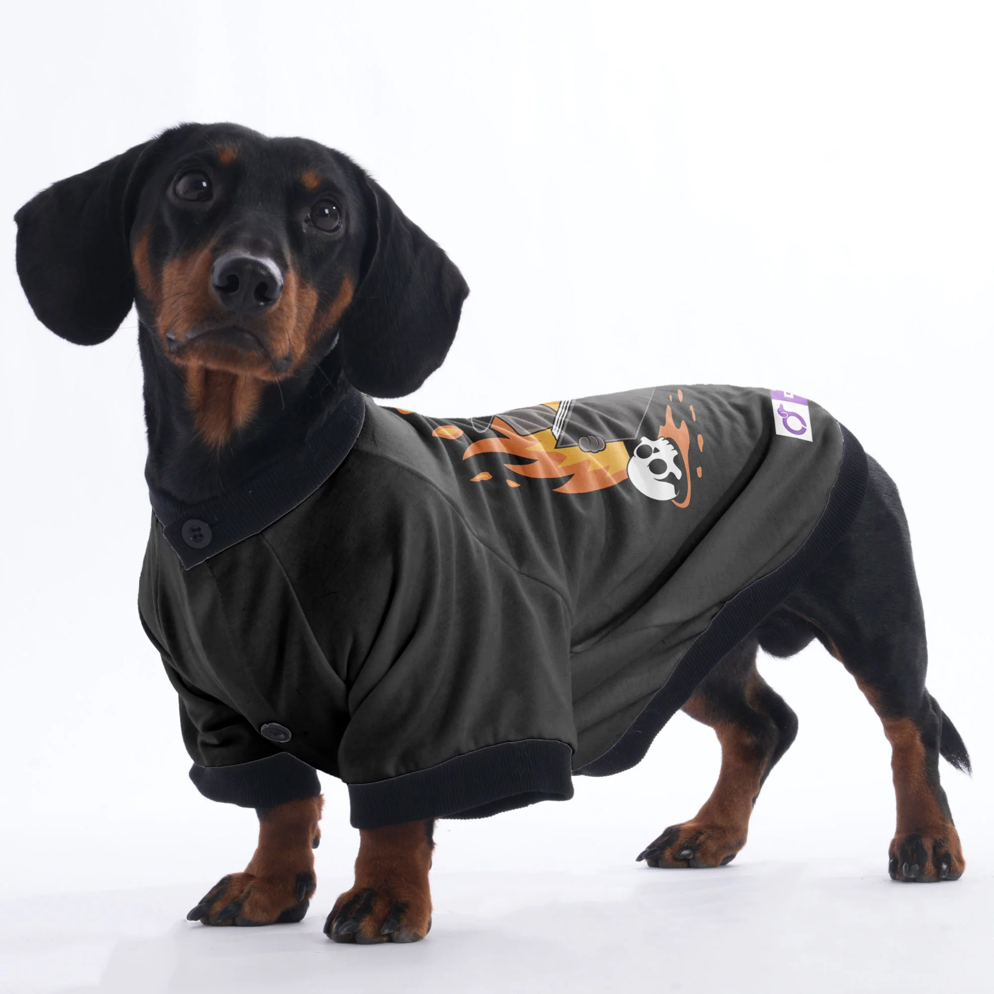 Duke - Jacket for Dachshunds - Image 4