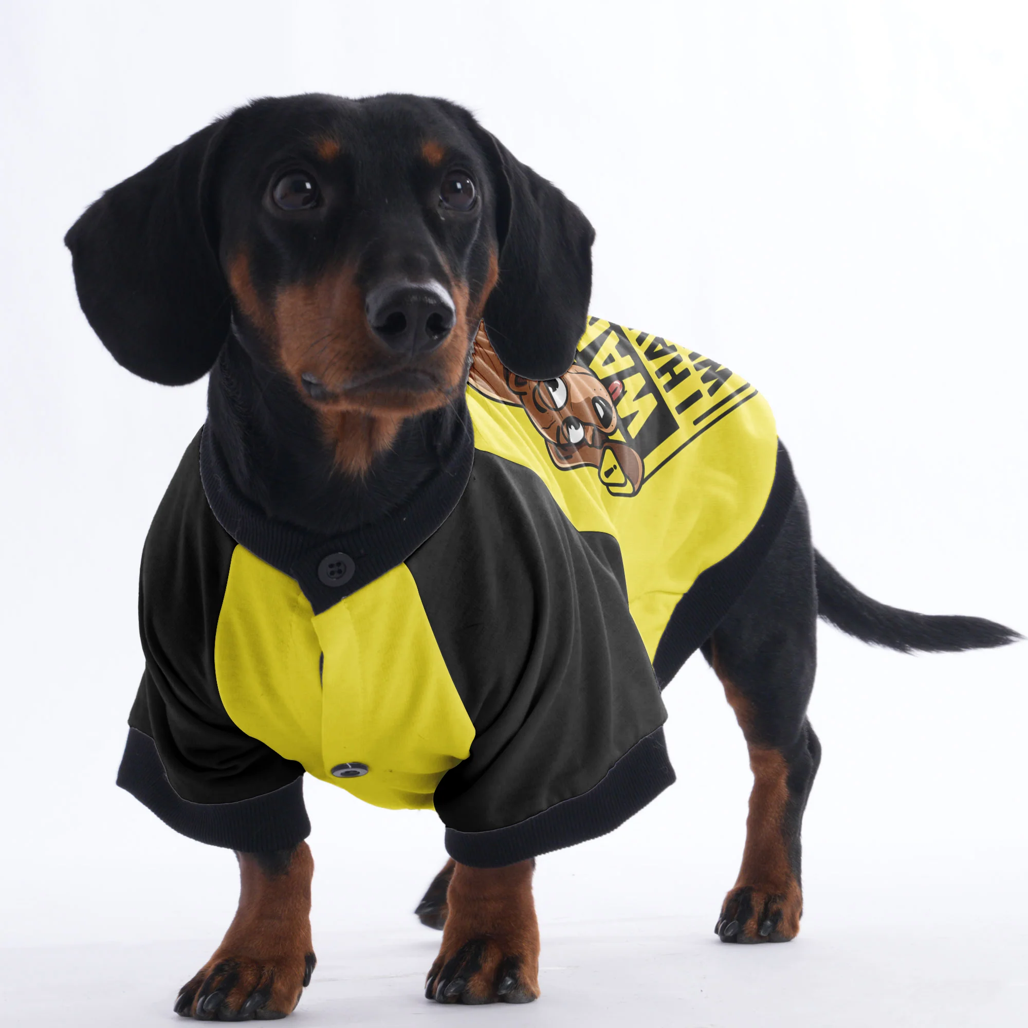 Frankie - Jacket for Dachshunds - Image 3