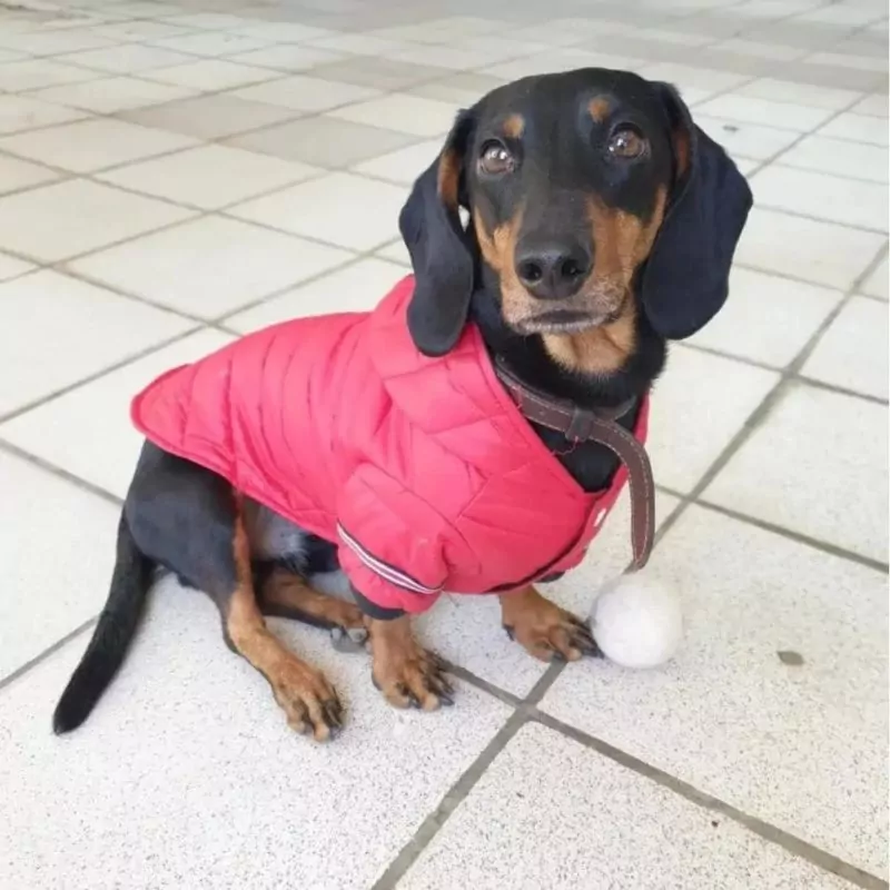 FurFluff Cozy Dachshund Puffer Jacket - Image 3