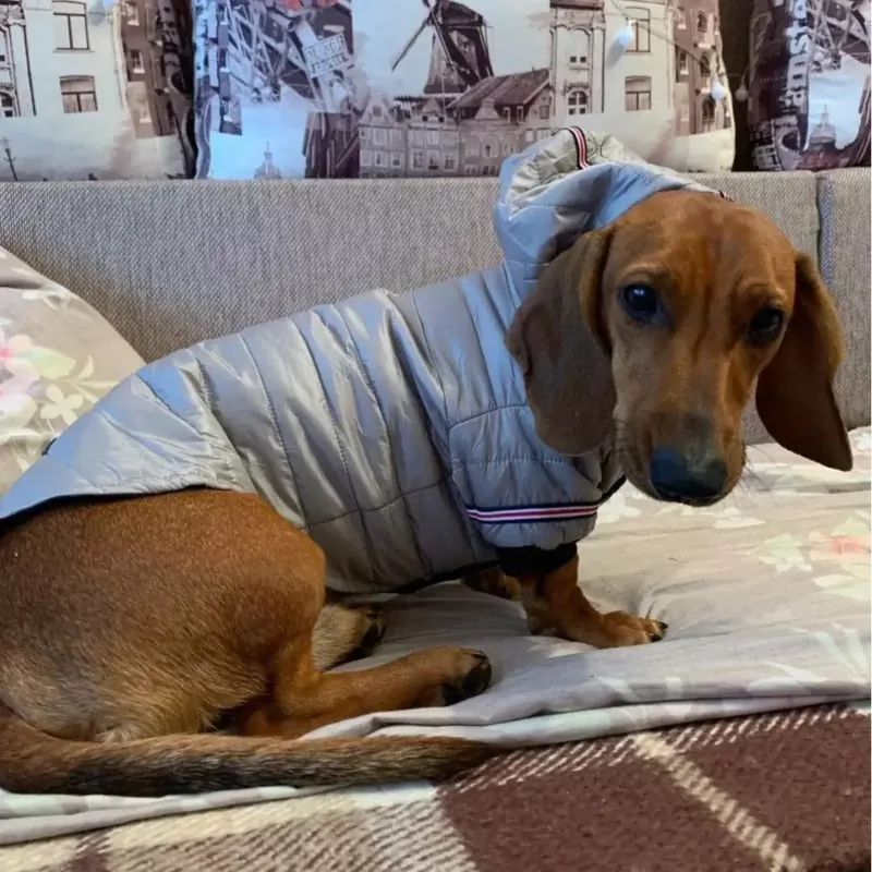 FurFluff Cozy Dachshund Puffer Jacket - Image 5