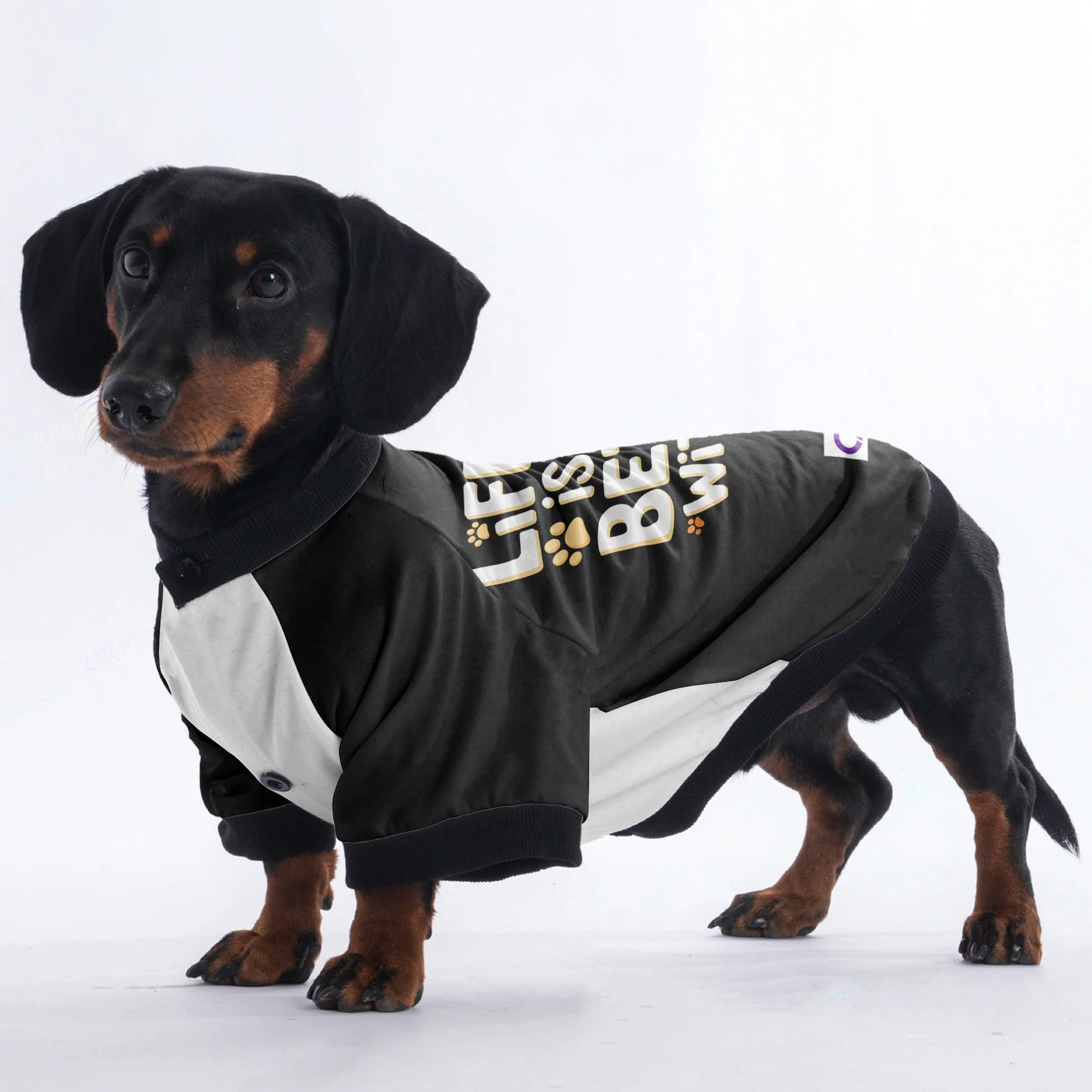 Gigi - Jacket for Dachshunds - Image 3