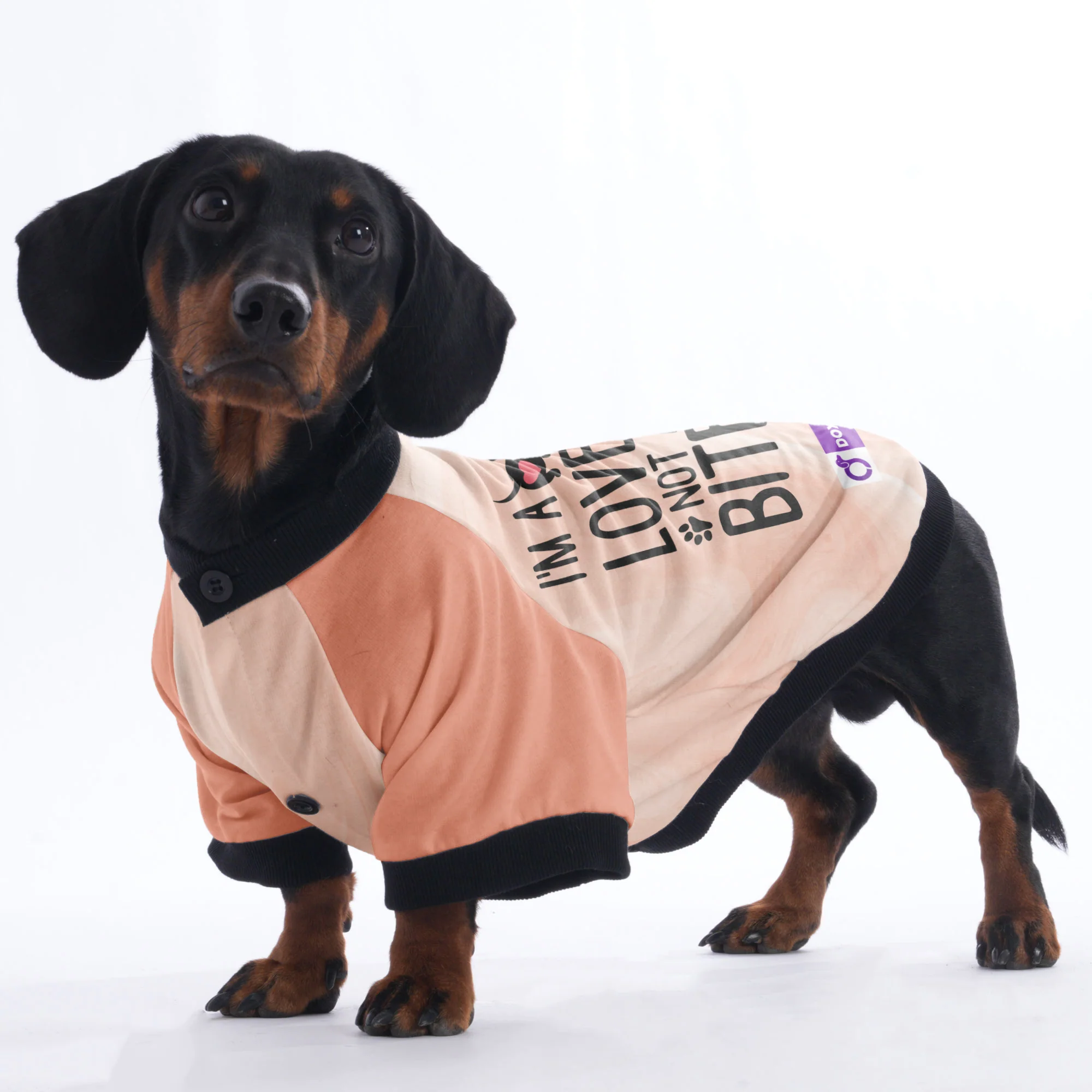 I'm a Lover Not a Biter - Jacket for Dachshunds - Image 5