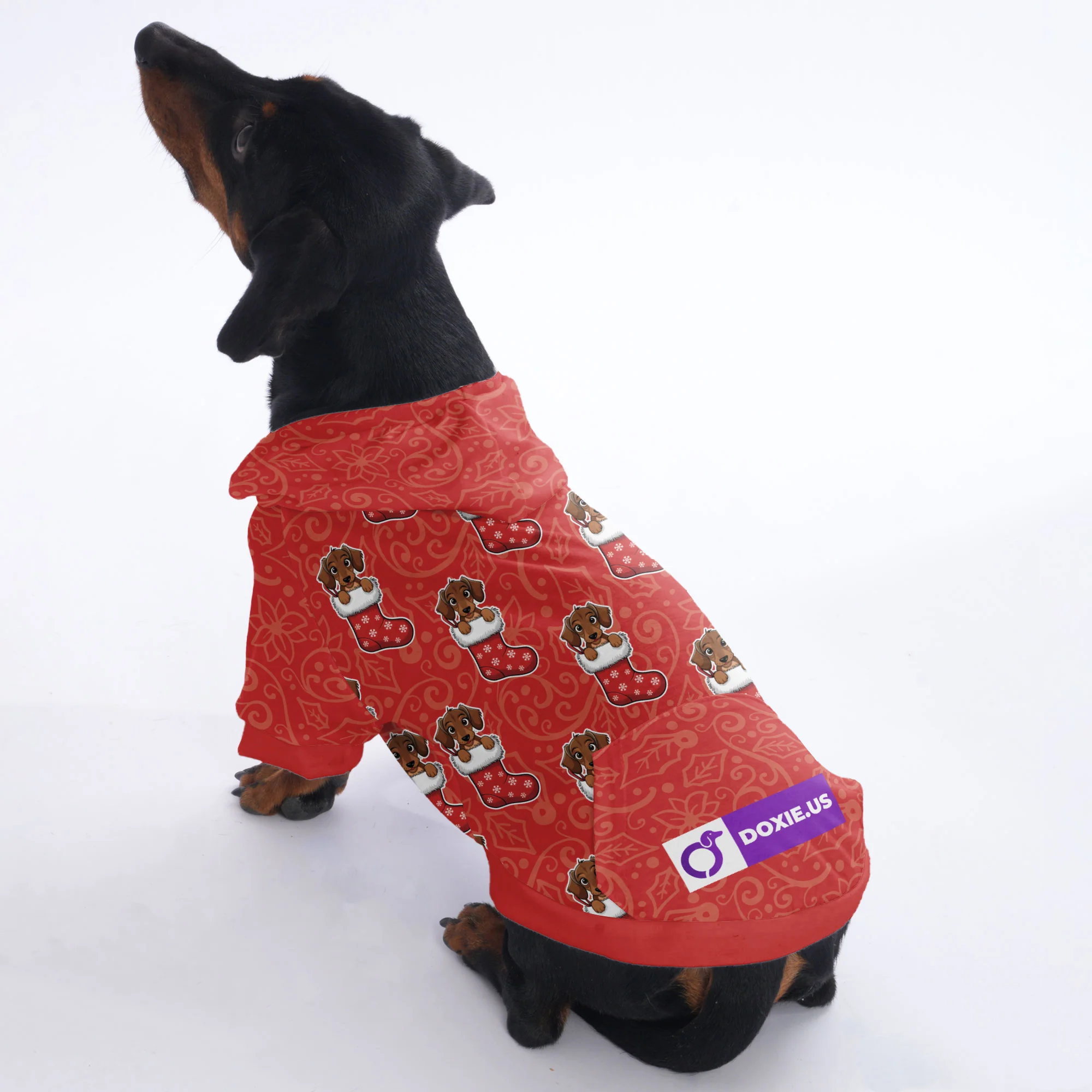 Indy - Hoodies for Dachshunds - Image 3