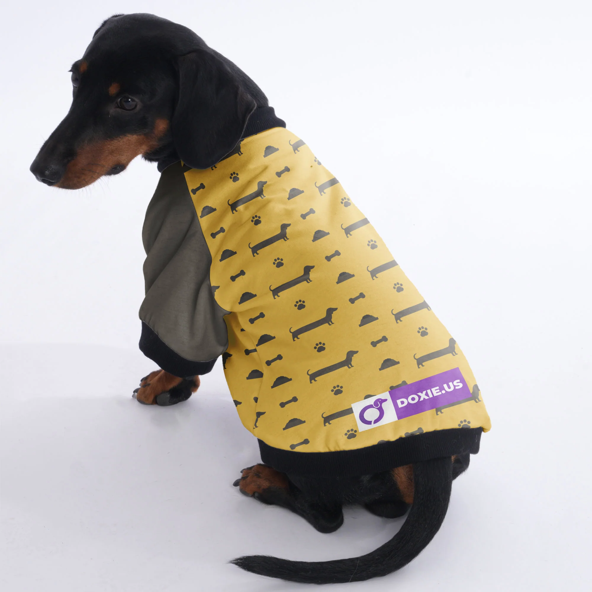 Indy - Jacket for Dachshunds - Image 2