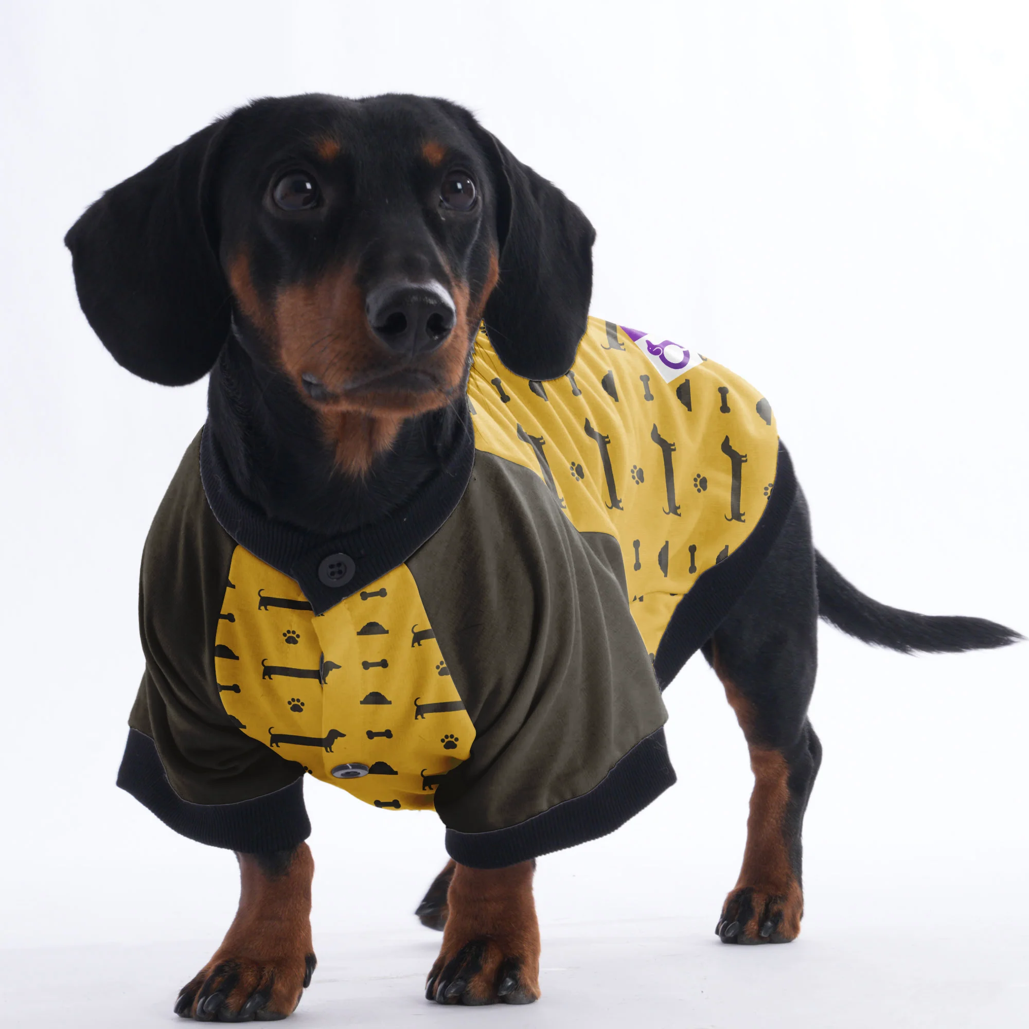 Indy - Jacket for Dachshunds - Image 4