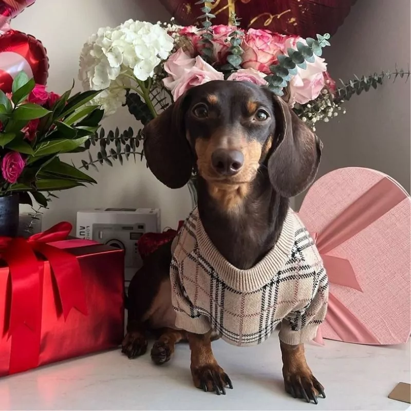 KnitDox Dachshund Knitted Sweater
