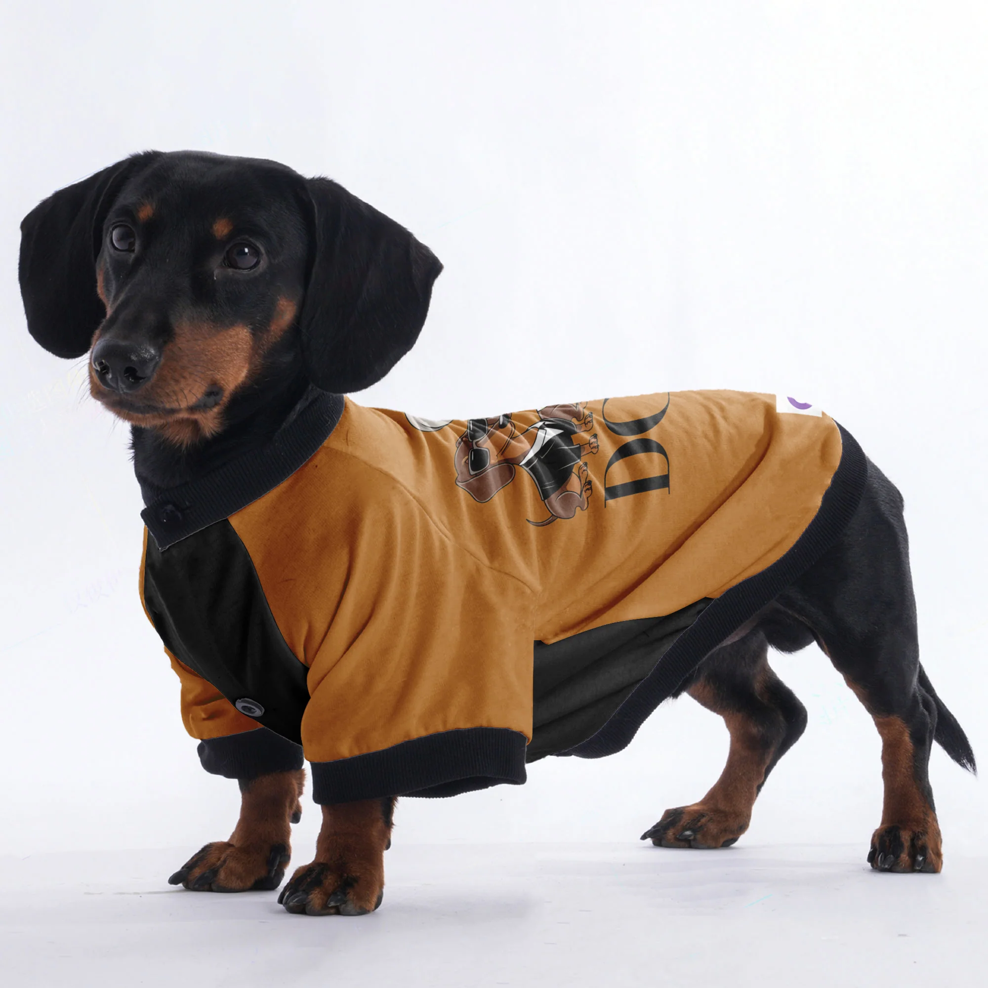 Lily - Jacket for Dachshunds - Image 3