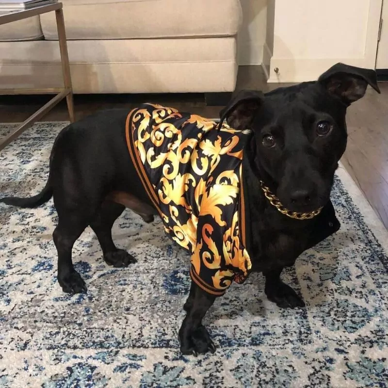 LuxePup Dachshund Jacket with Gold Embroidery