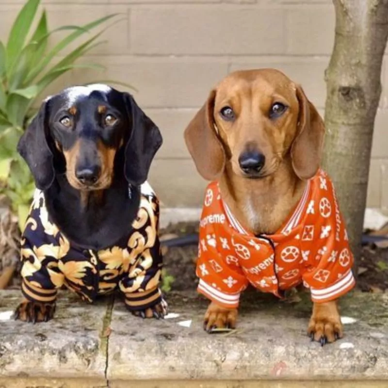 LuxePup Dachshund Jacket with Gold Embroidery - Image 2