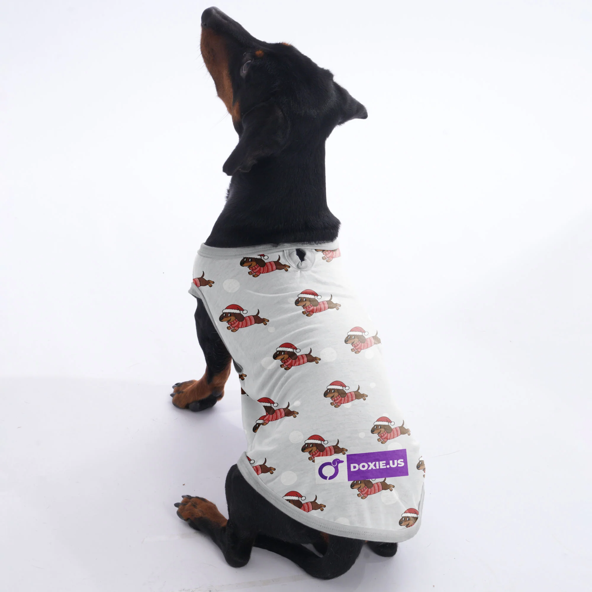 Mabel - Shirt for Dachshunds - Image 2