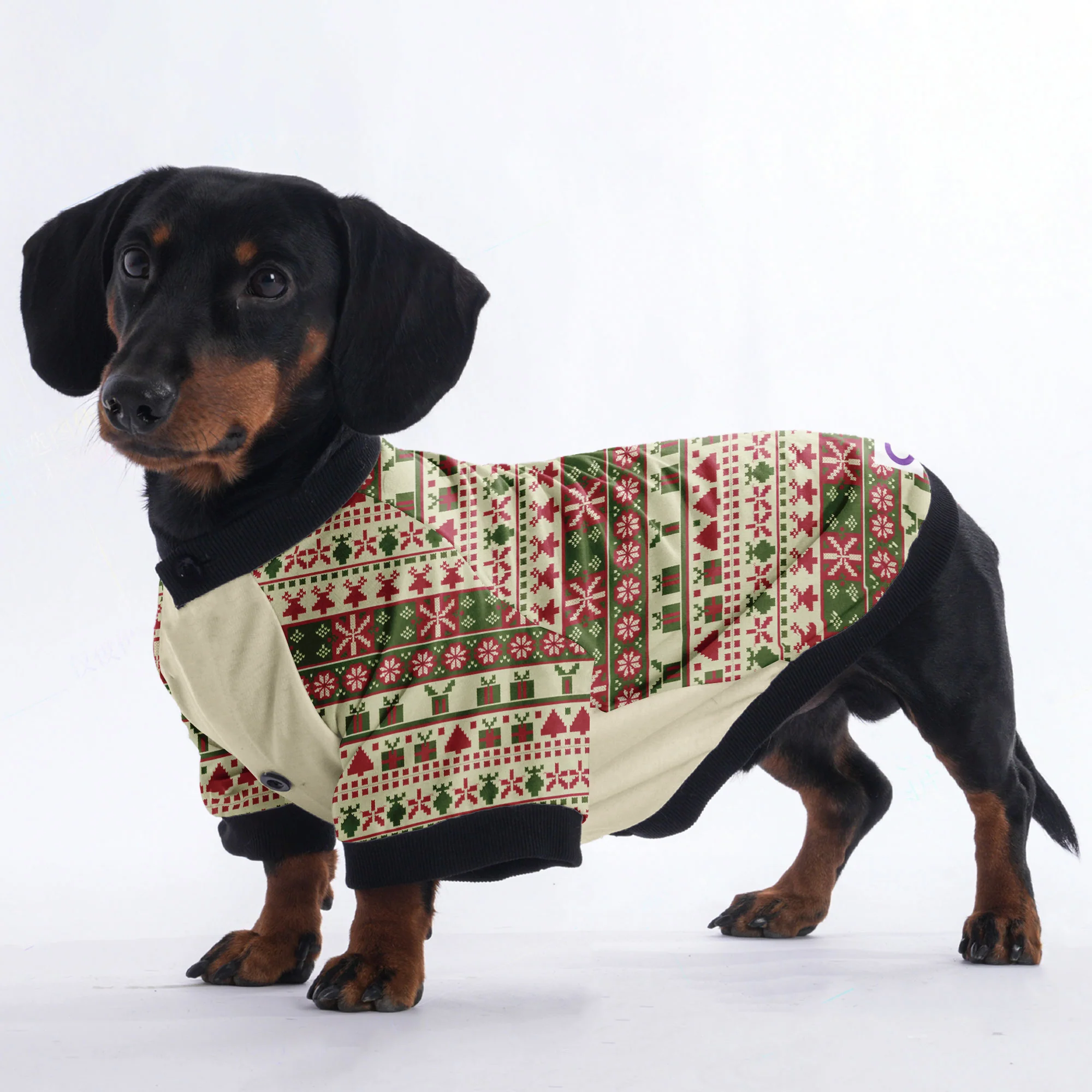 Molly - Jacket for Dachshunds - Image 2