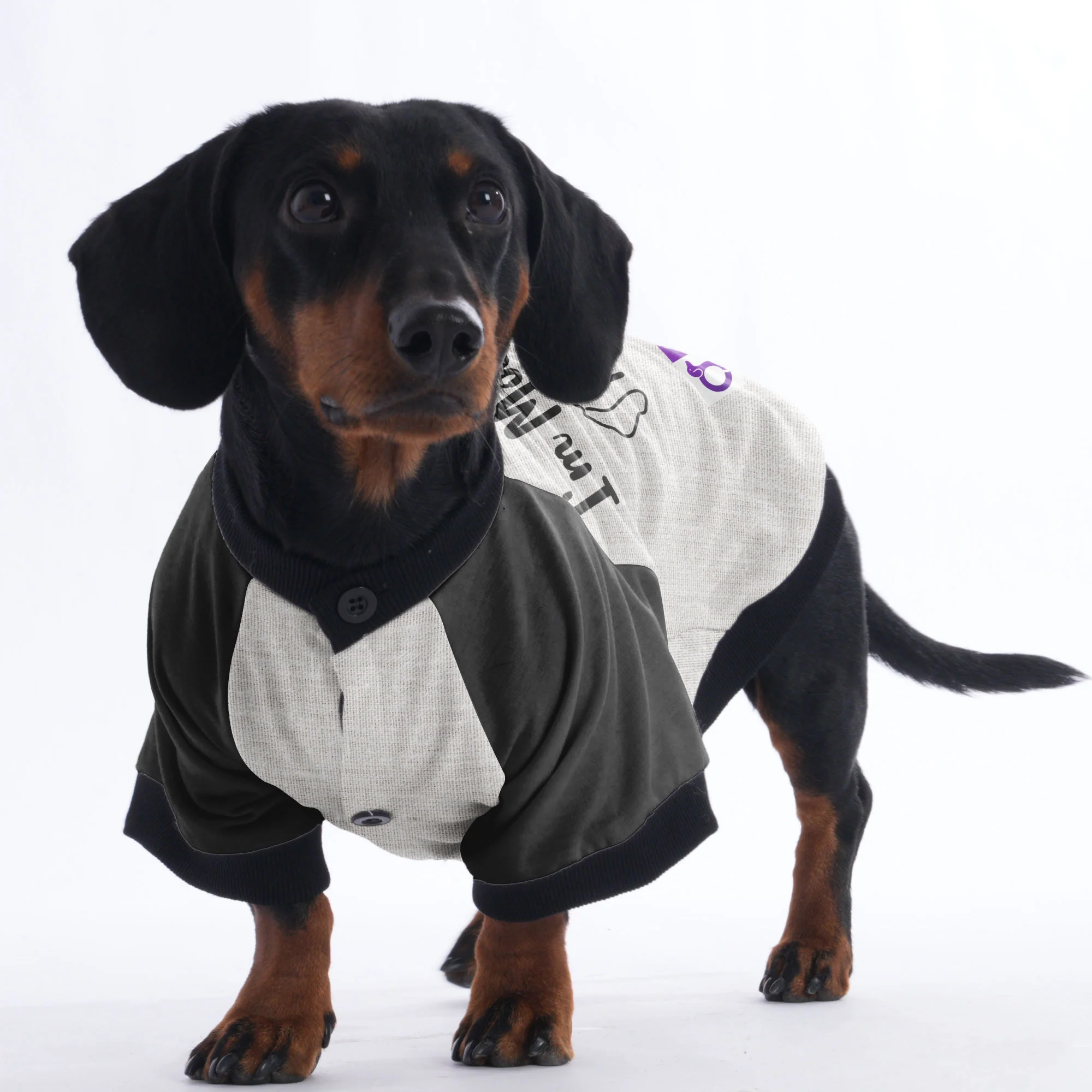 Personalized Doxie Jacket with Your Pup's Name - Image 3